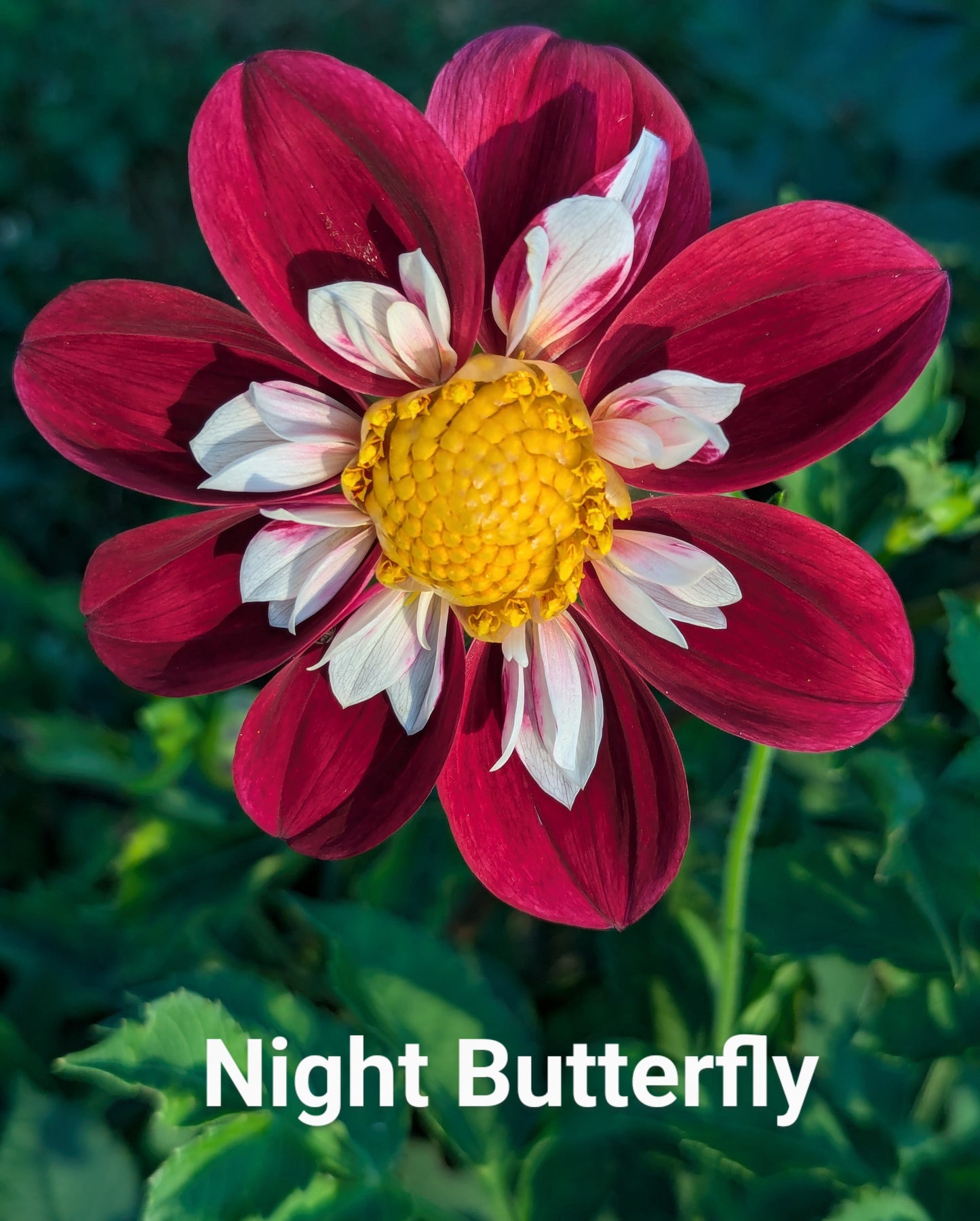Night Butterfly dahlia tuber