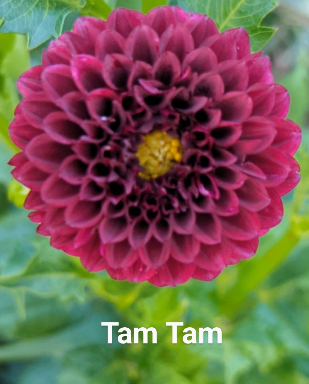 Tam Tam dahlia tuber