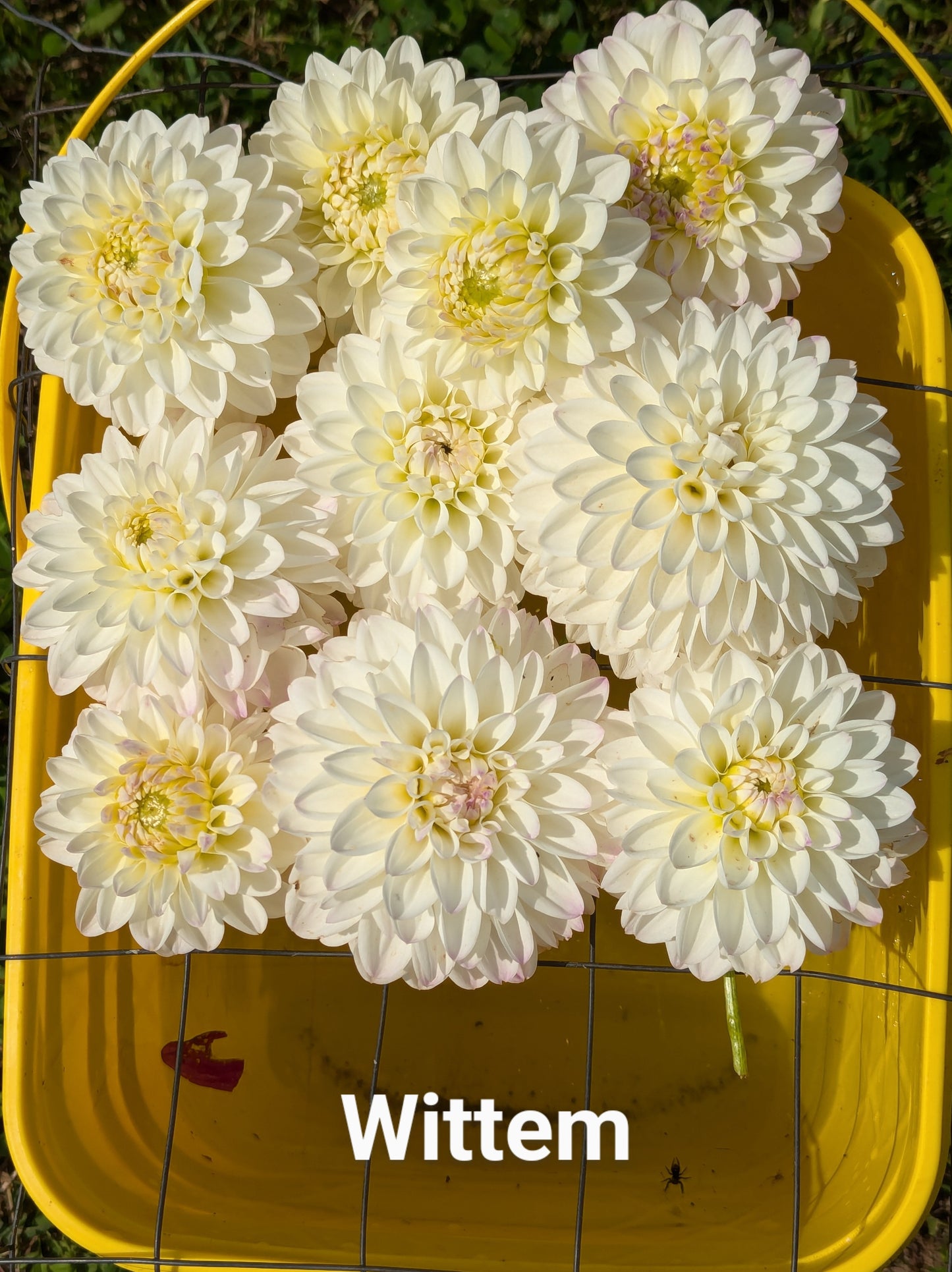 Wittem dahlia tuber
