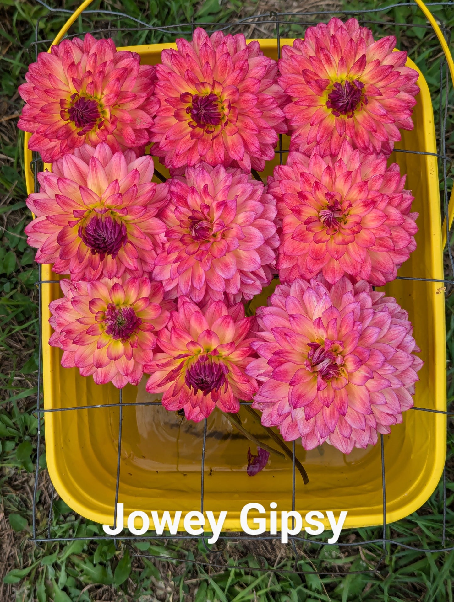 Jowey Gipsy dahlia tuber