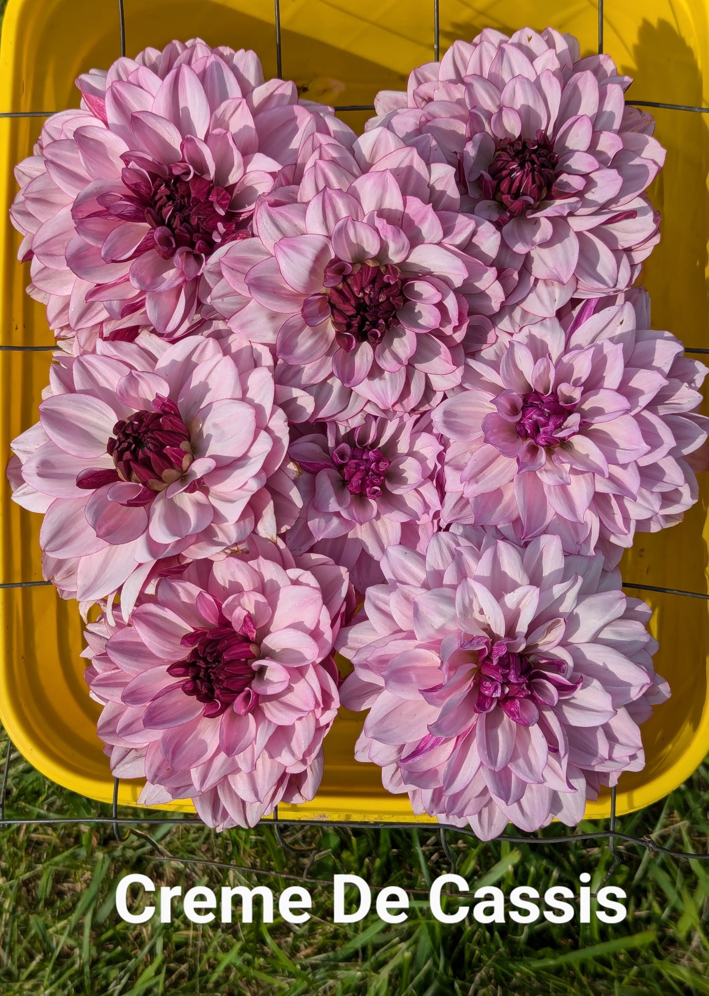 Creme De Cassis dahlia tuber