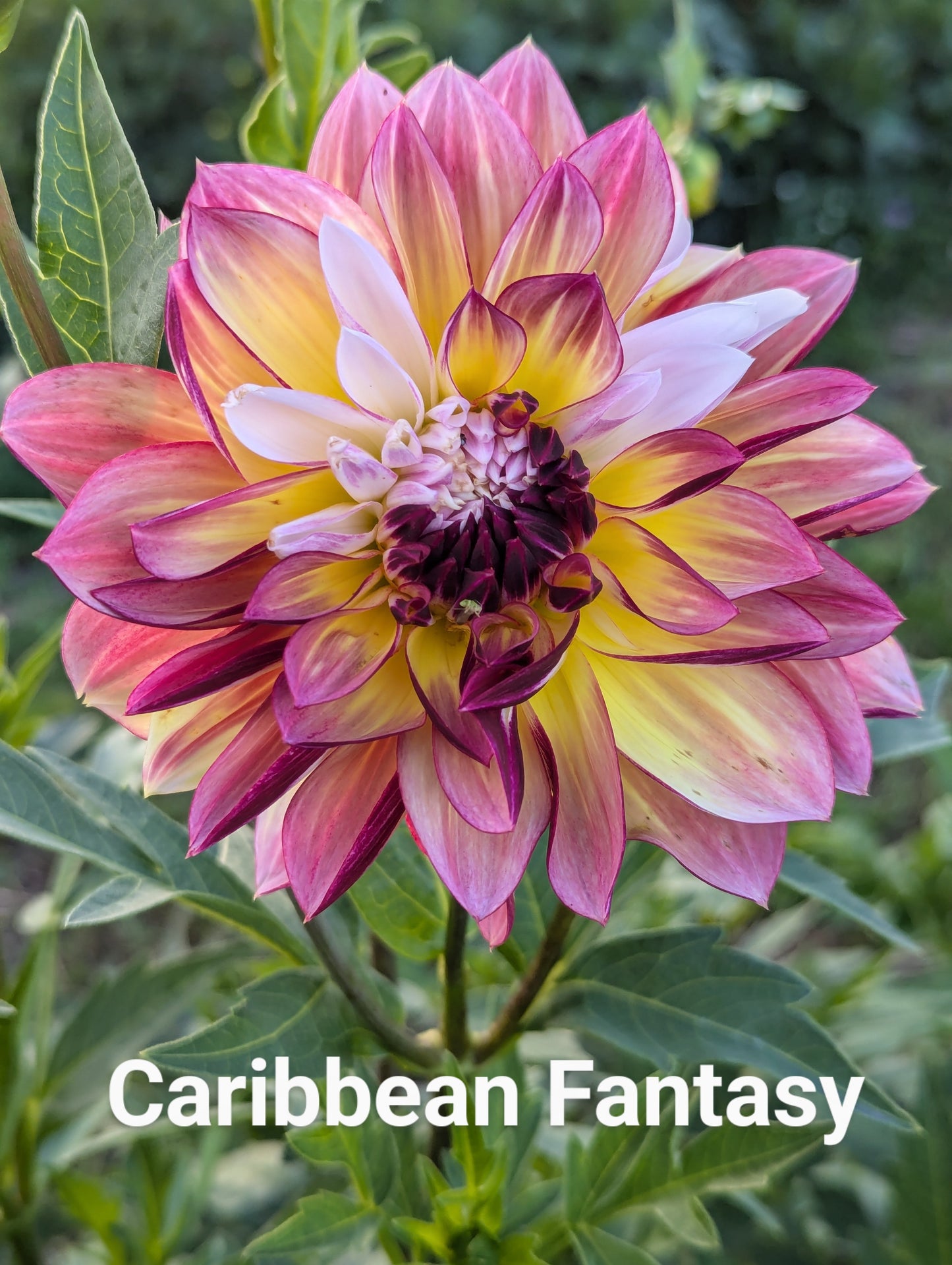 Caribbean Fantasy dahlia tuber