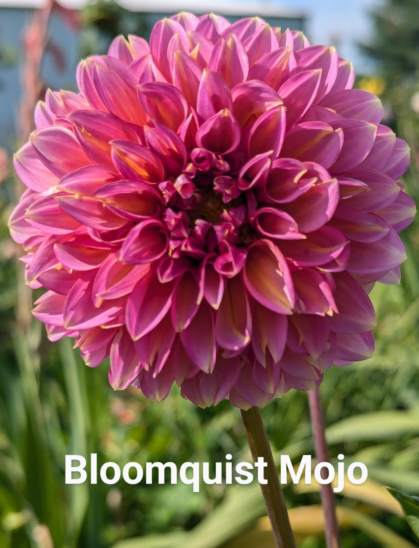 Bloomquist Mojo dahlia tuber