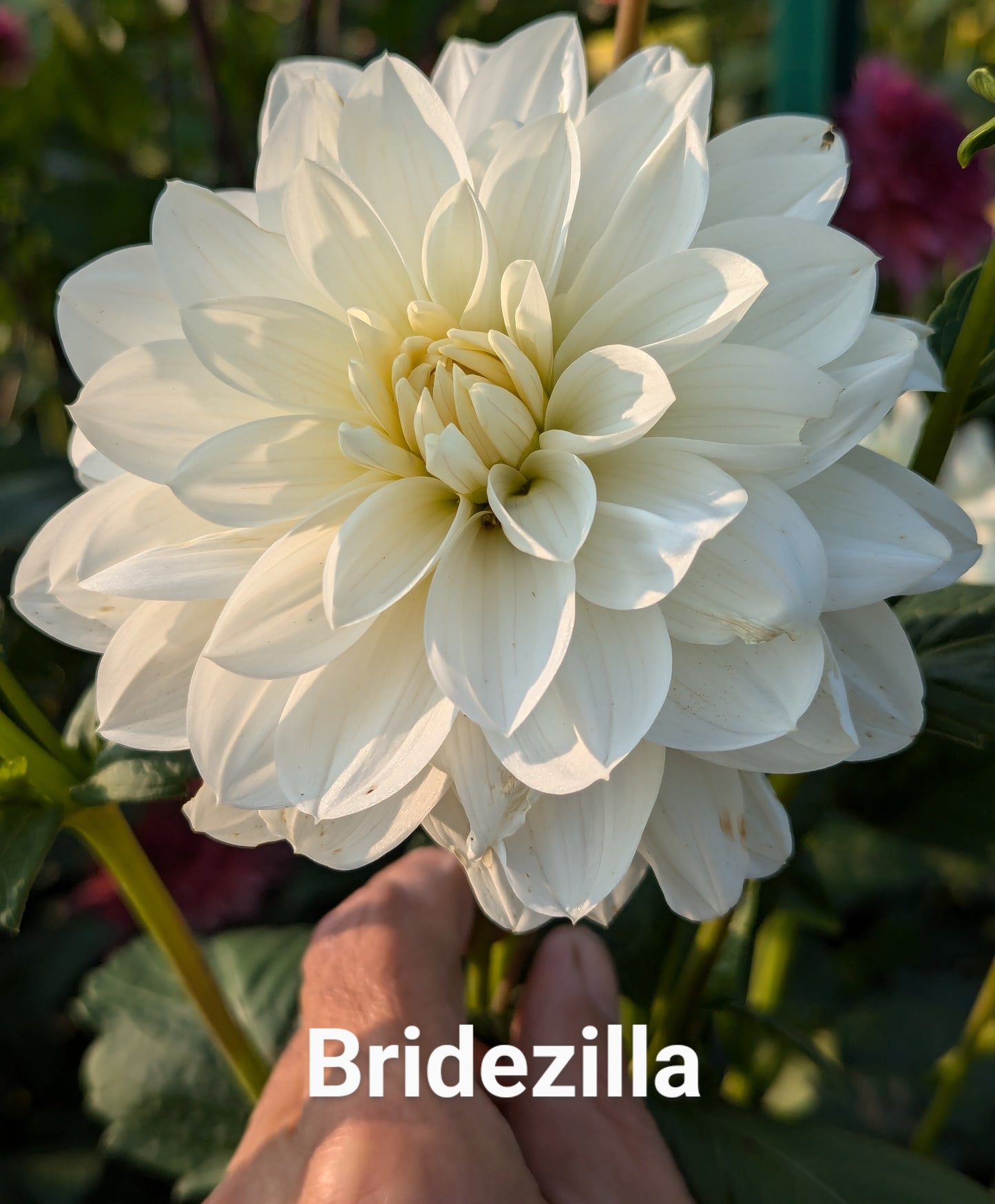 Bridezilla dahlia tuber