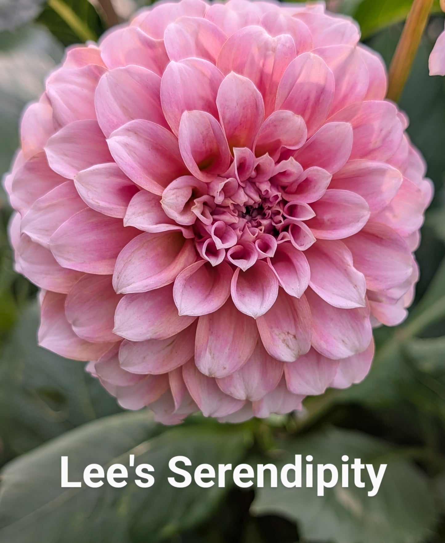 Lee's Serendipity dahlia tuber