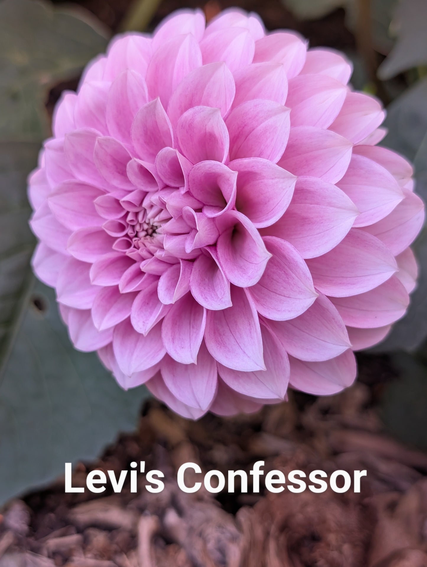 Levi's Confessor dahlia tuber