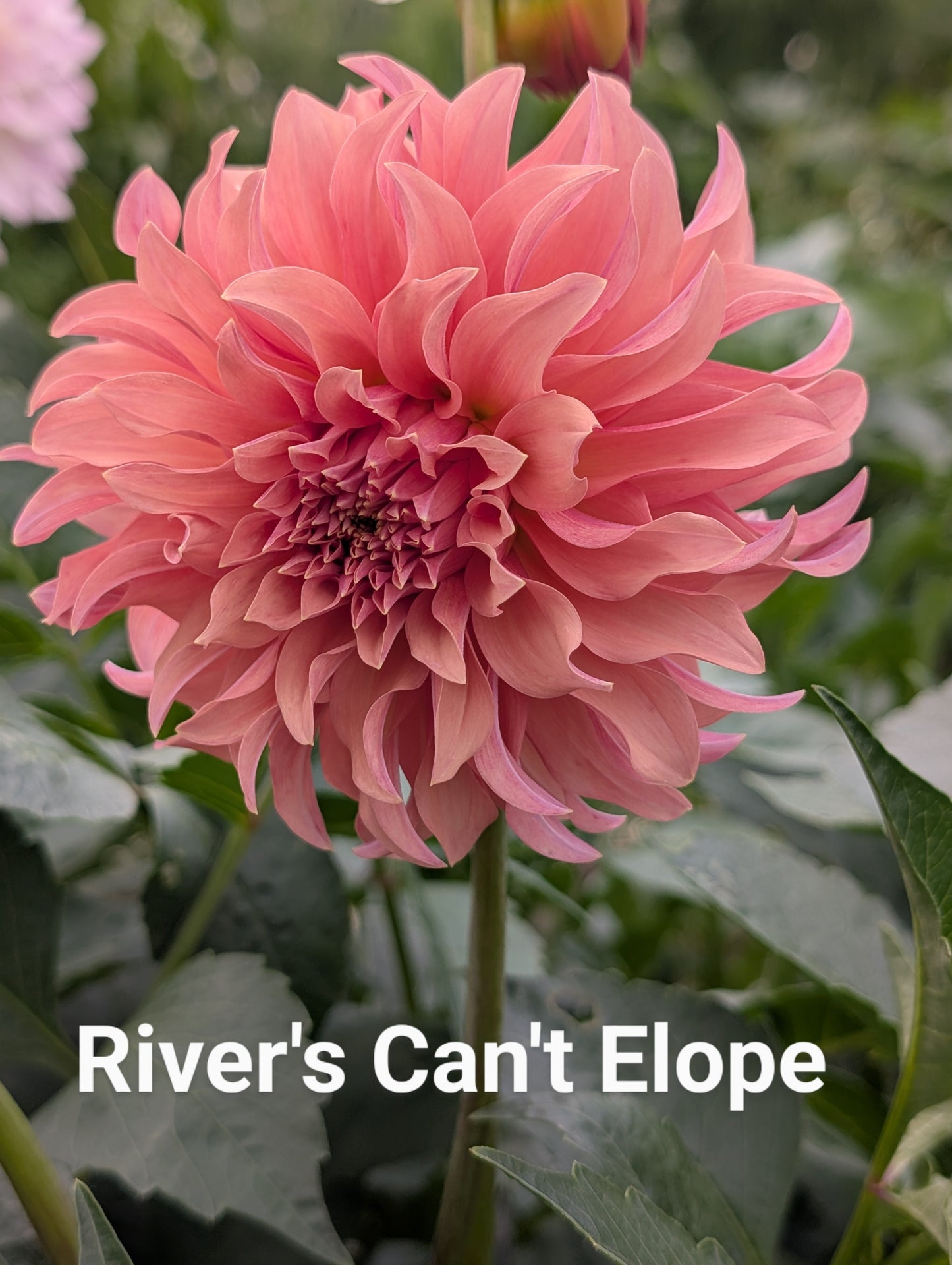 River's Can't Elope