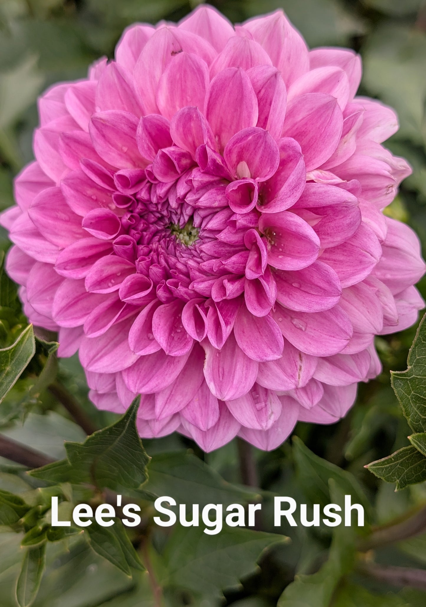 Lee's Sugar Rush