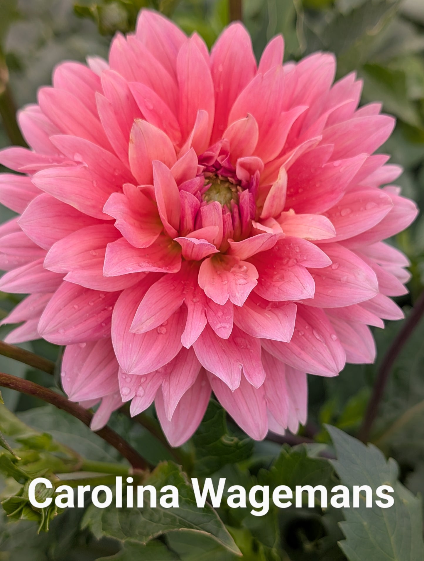 Carolina Wagemans dahlia tuber