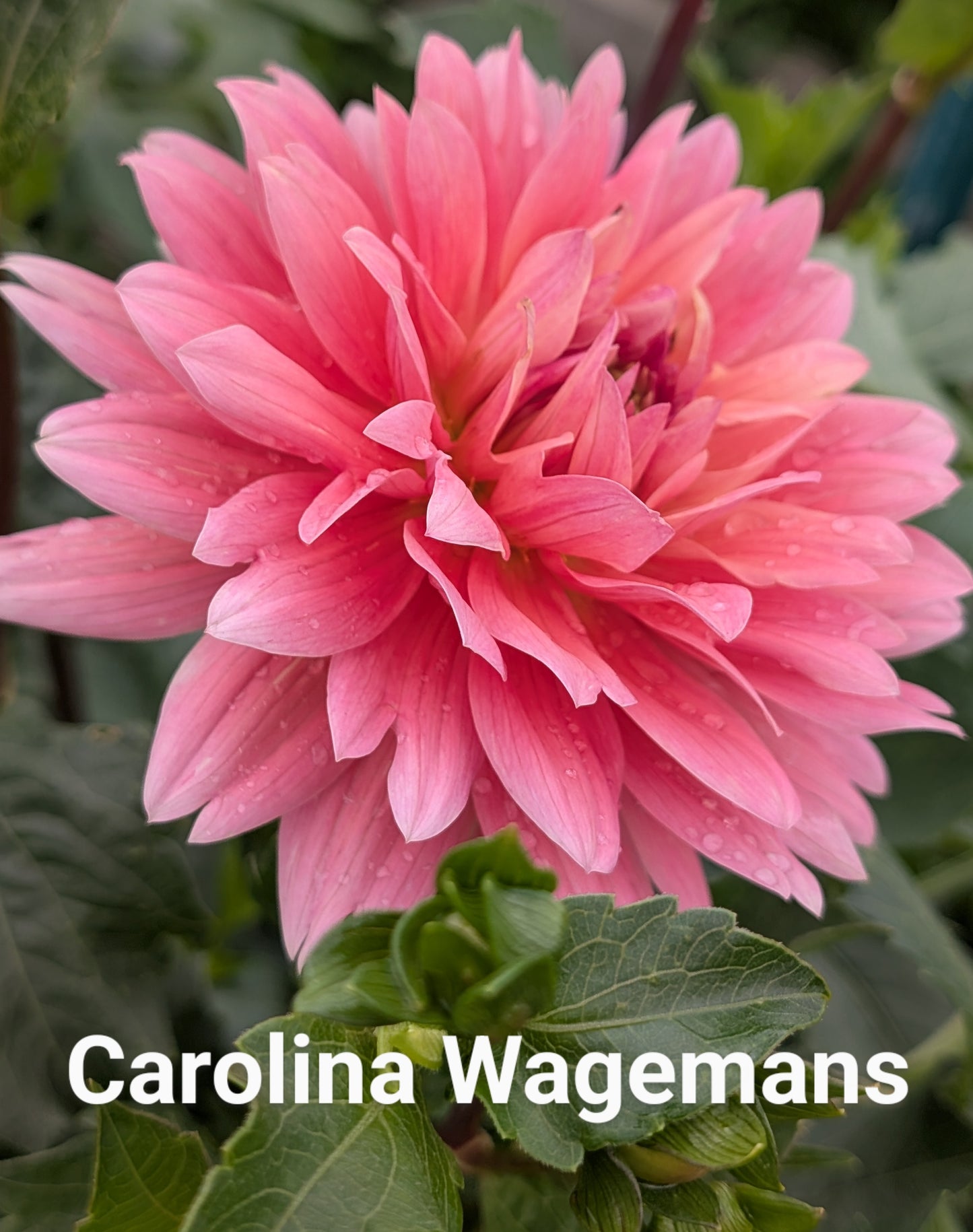 Carolina Wagemans dahlia tuber