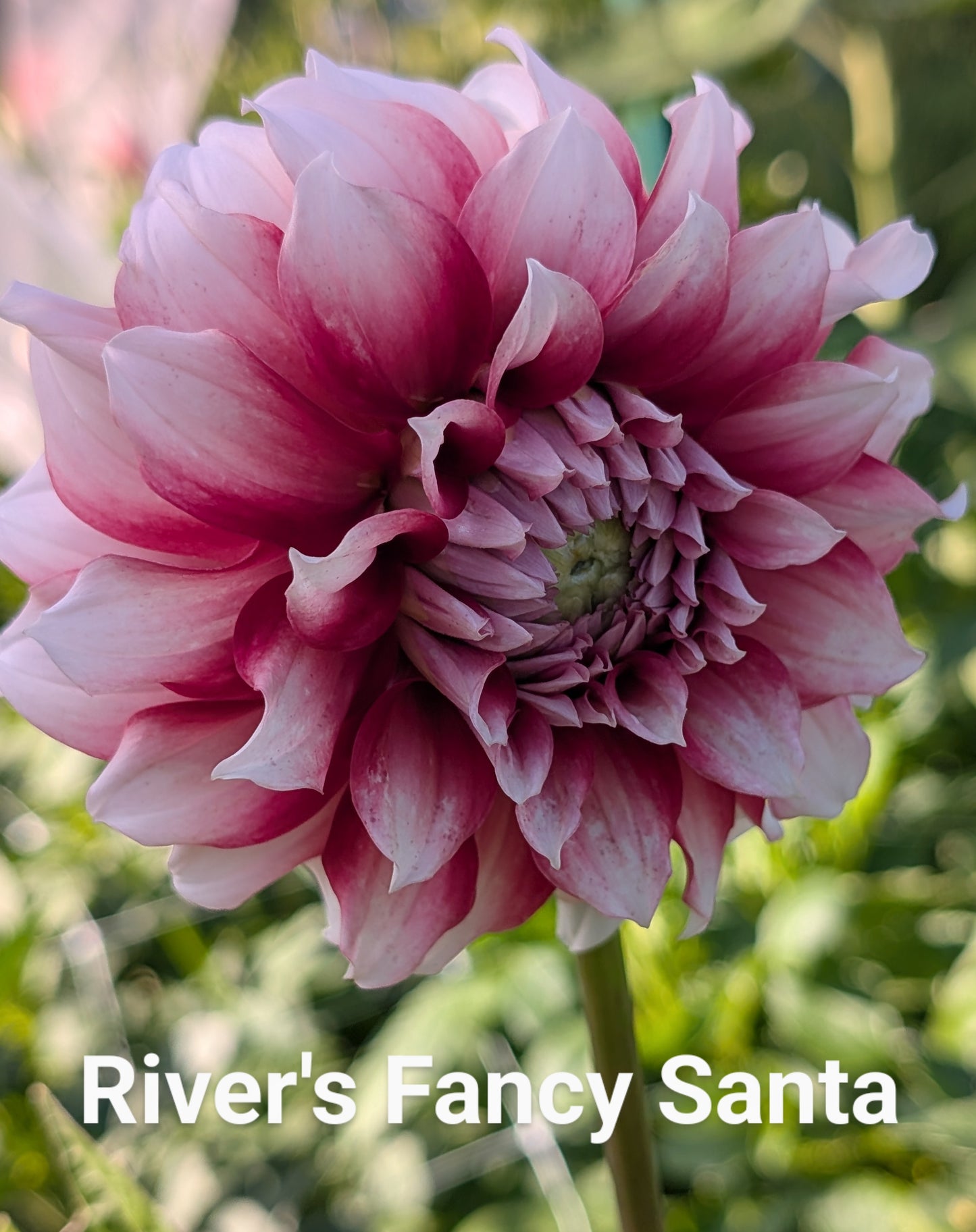 River's Fancy Santa dahlia tuber