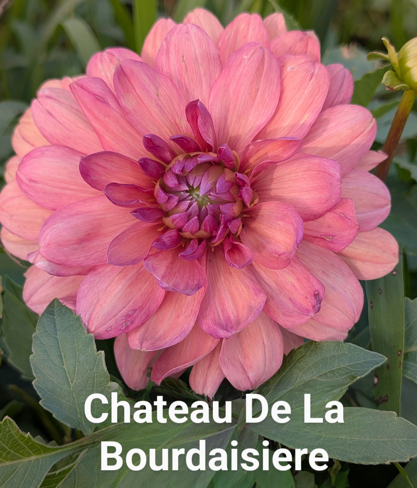 Chateau De La Bourdaisiere dahlia tuber