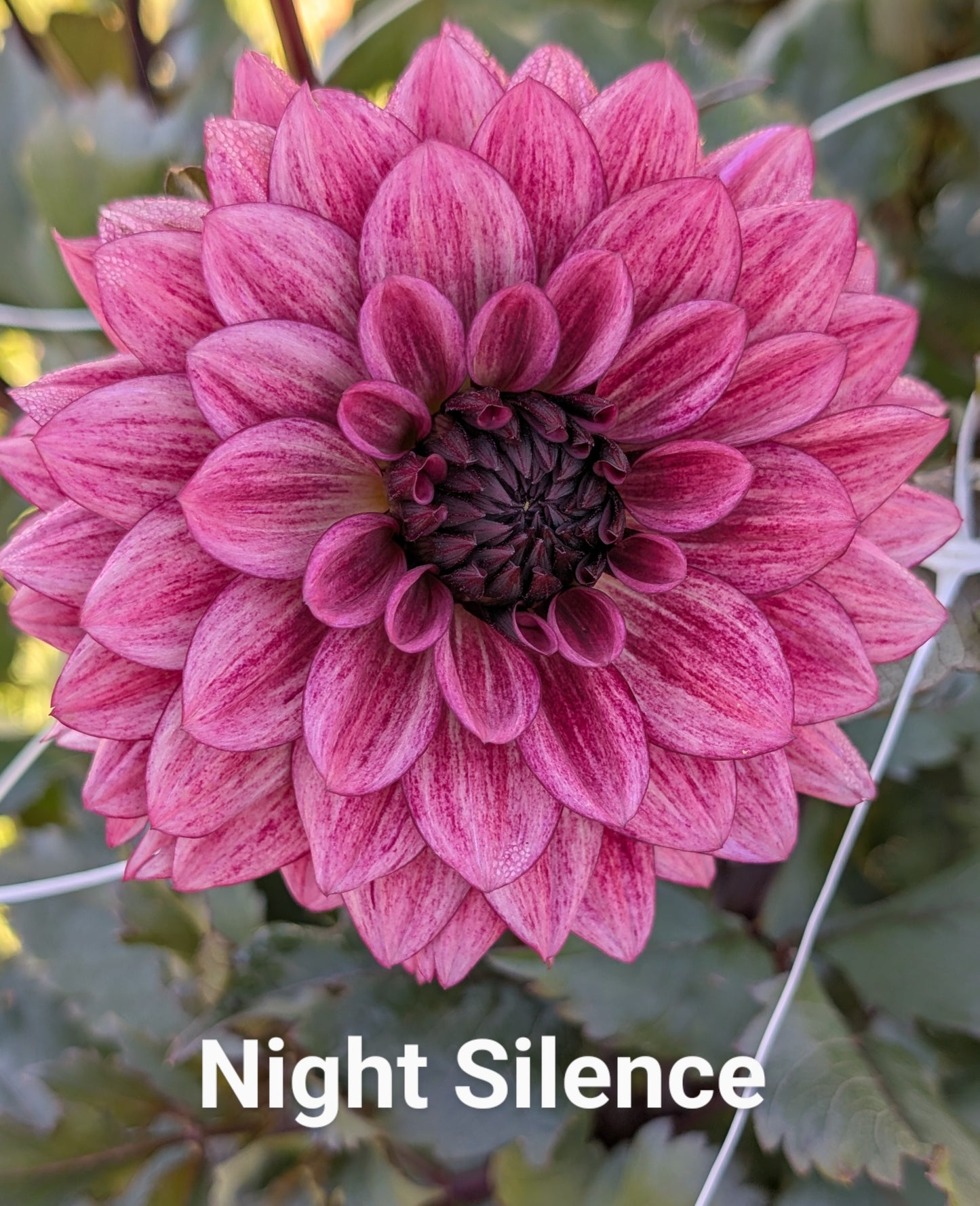 Night Silence dahlia tuber