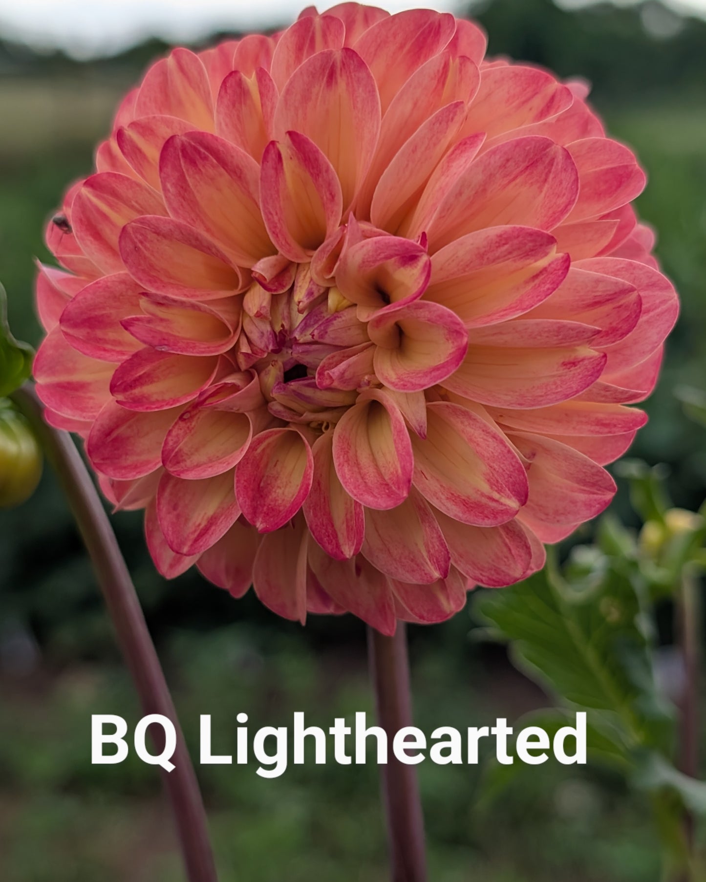 Bloomquist Lighthearted dahlia tuber