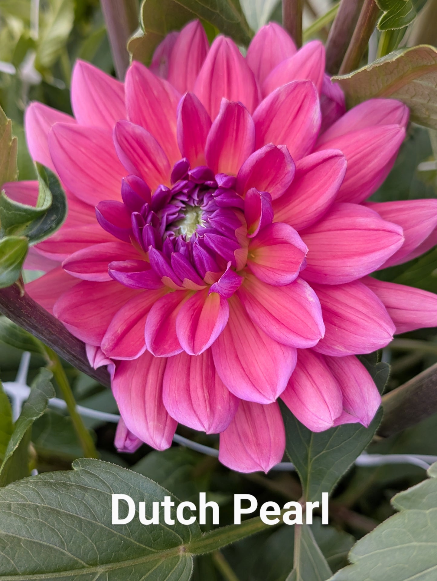 Dutch Pearl dahlia tuber