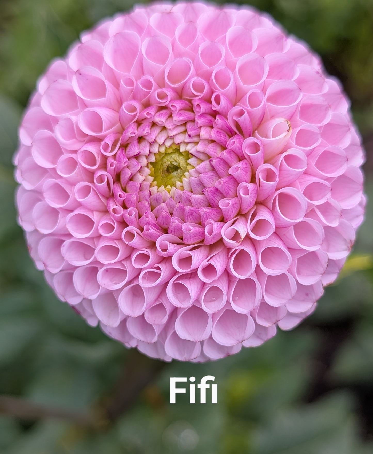 Fifi dahlia tuber