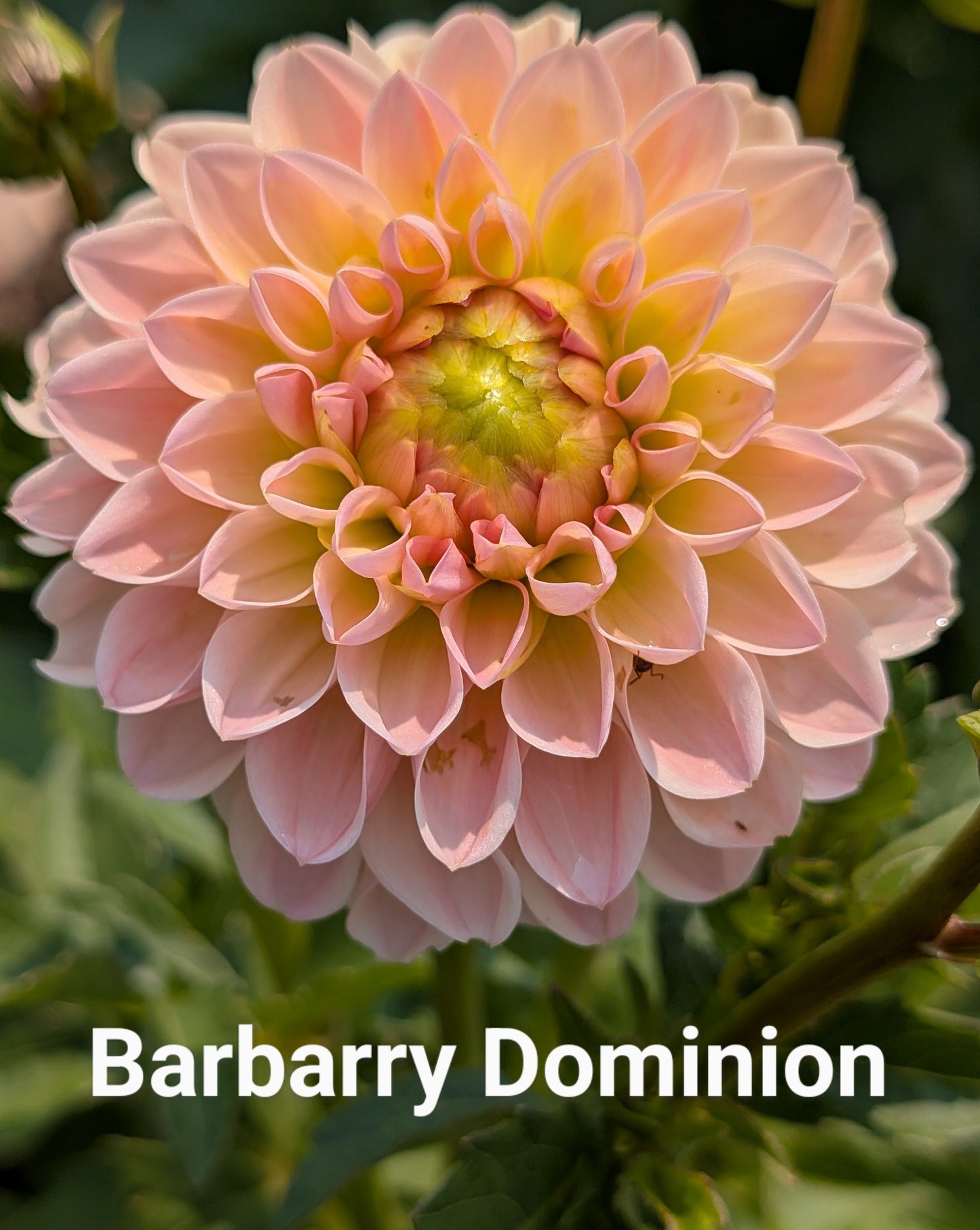 Barbarry Dominion dahlia tuber