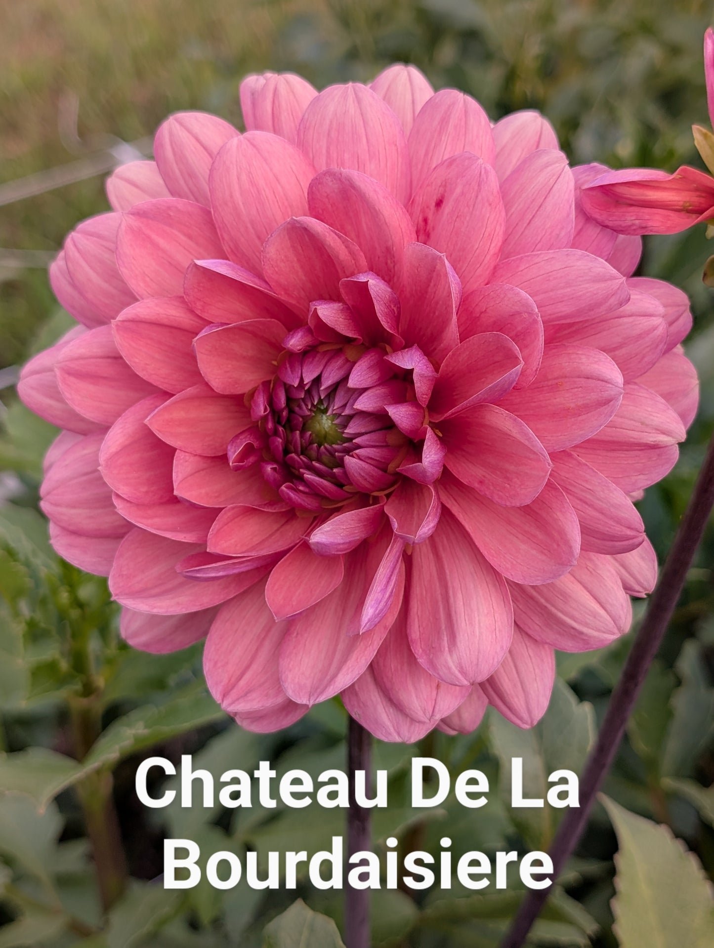 Chateau De La Bourdaisiere dahlia tuber