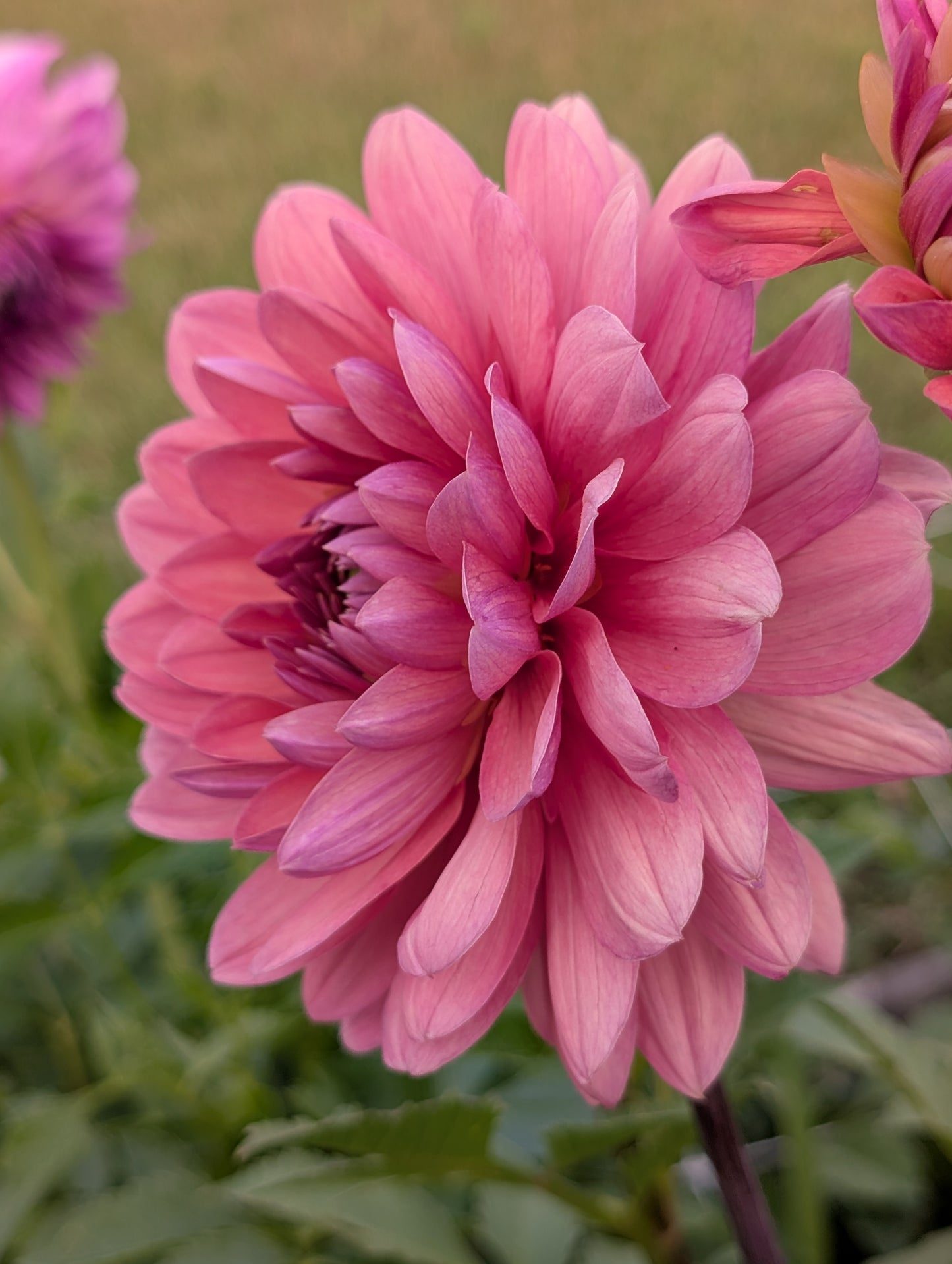 Chateau De La Bourdaisiere dahlia tuber