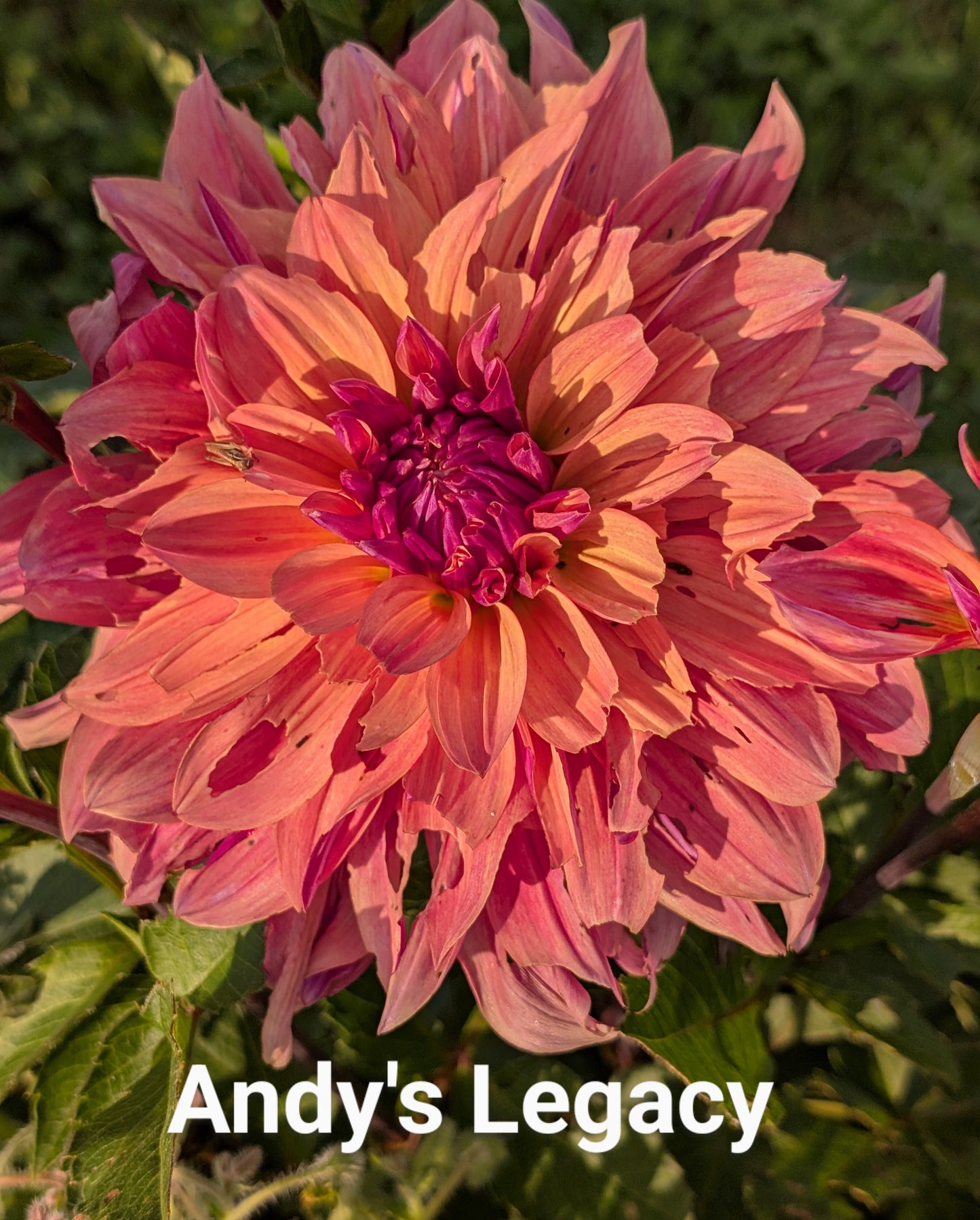Andy's Legacy dahlia tuber
