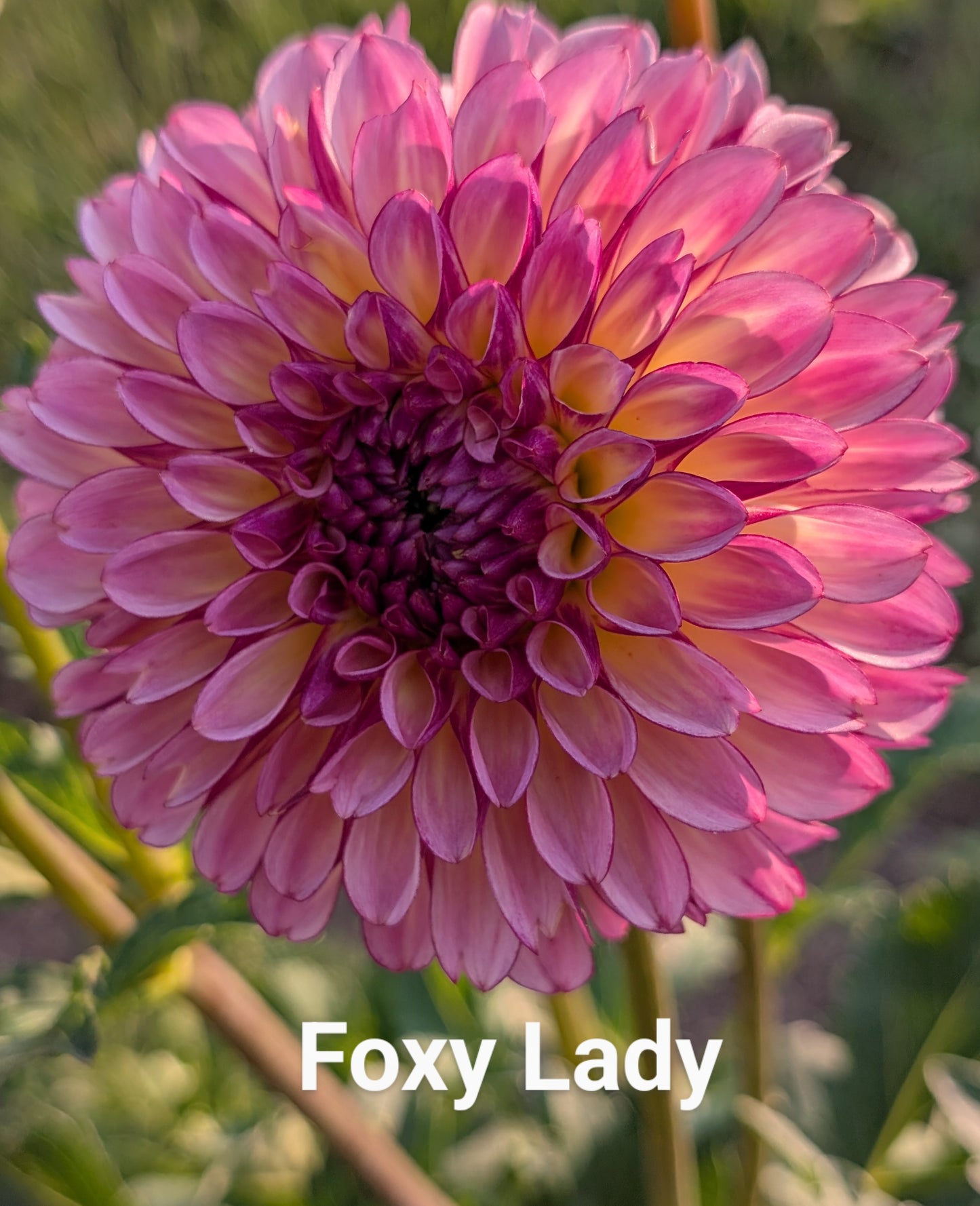 Foxy Lady dahlia tuber