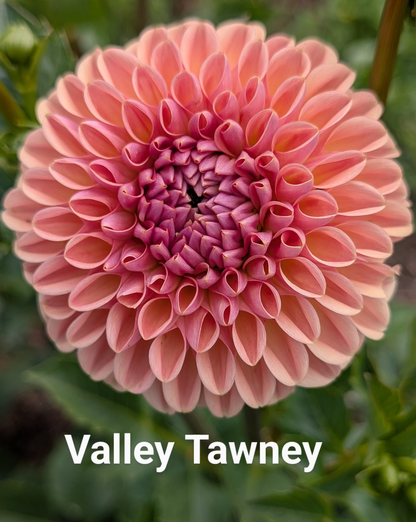 Valley Tawney dahlia tuber