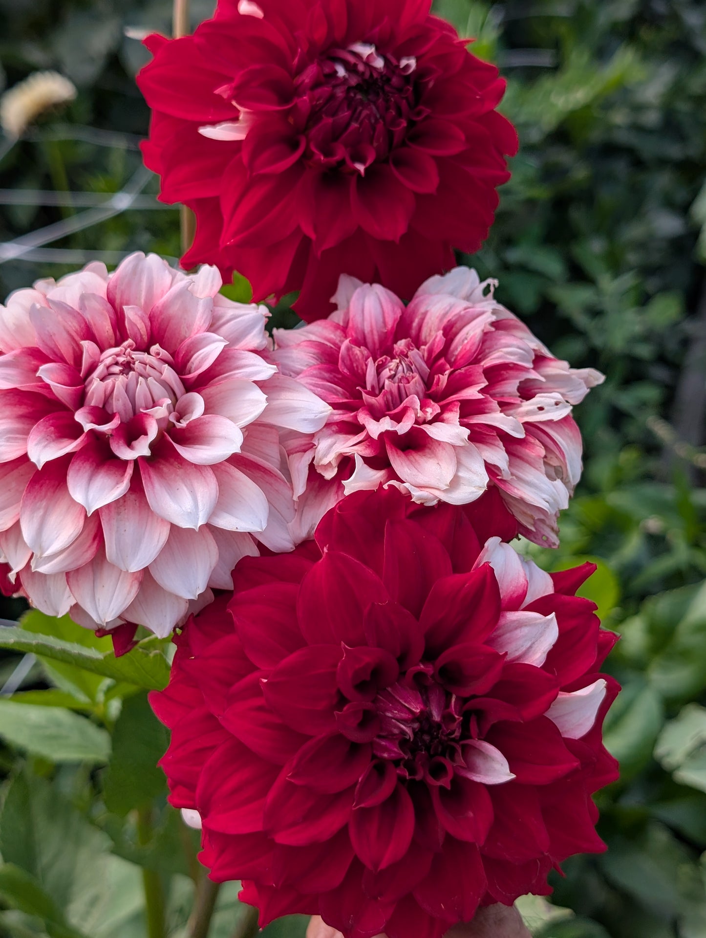 River's Fancy Santa dahlia tuber