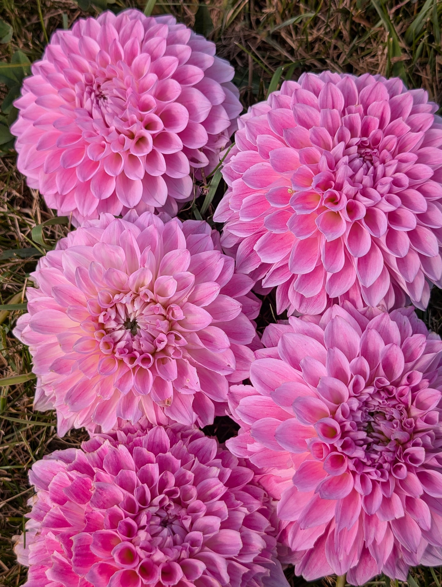 Lee's Hubba Bubba dahlia tuber