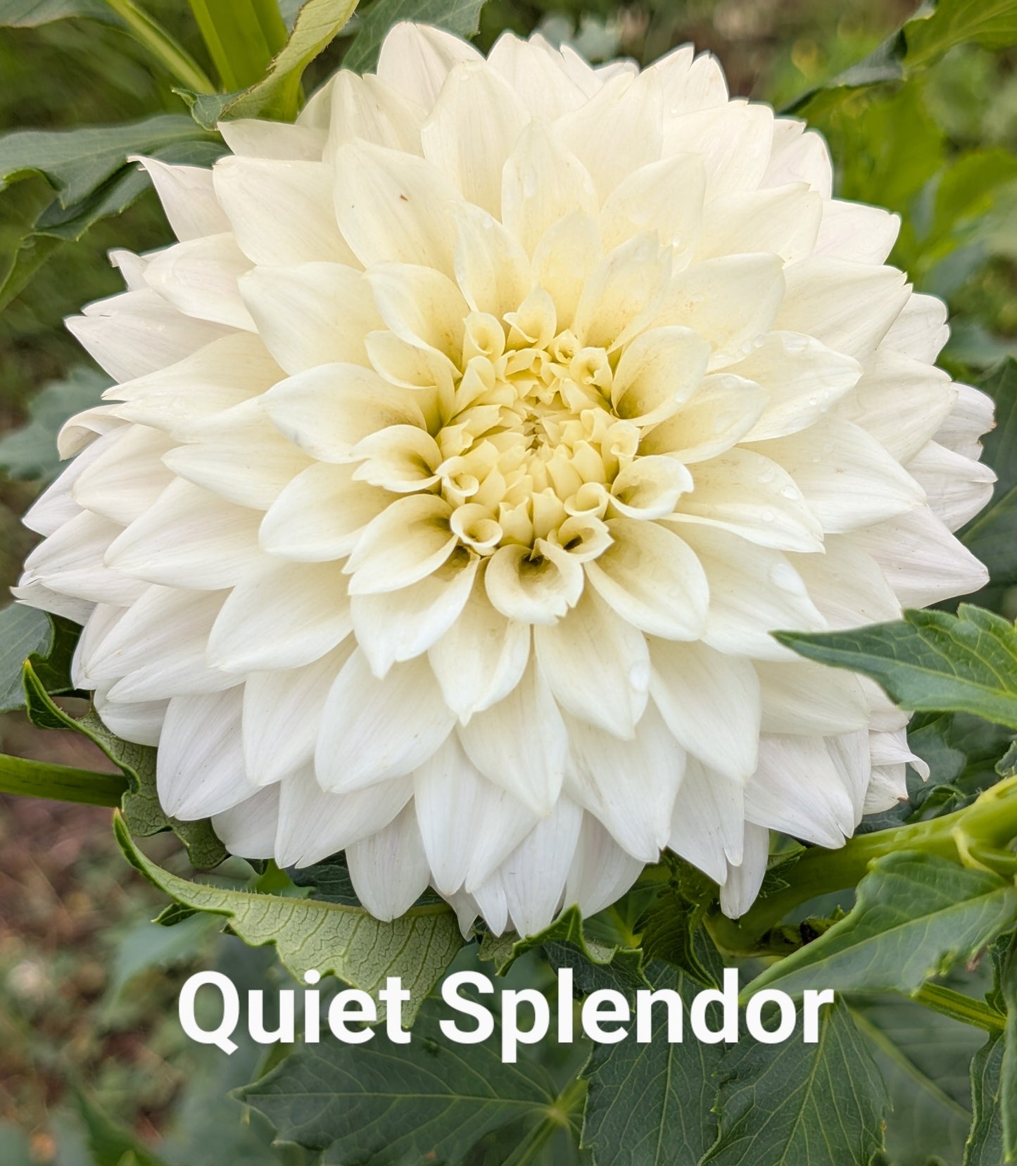 Quiet Splendor dahlia tuber