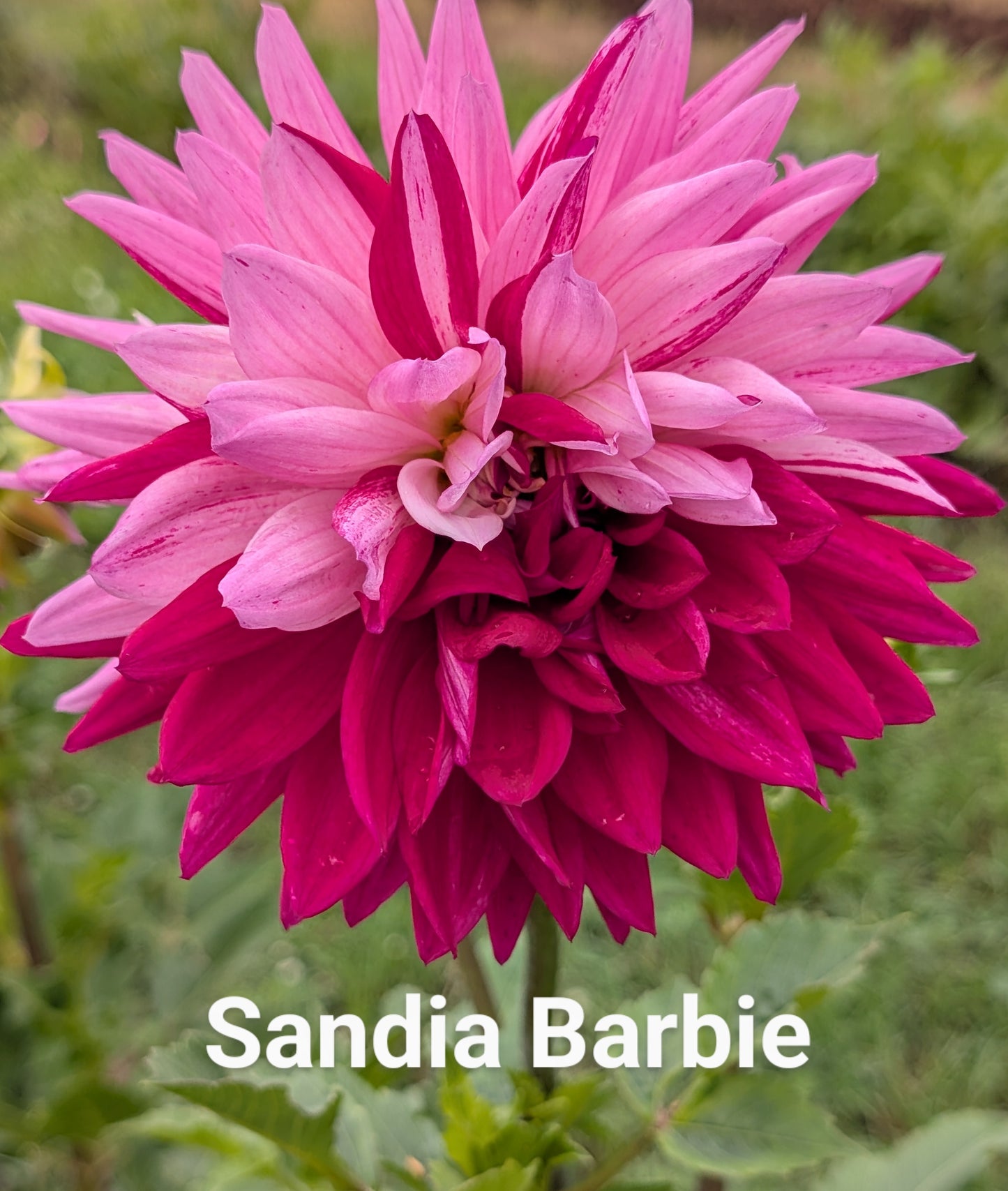 Sandia Barbie dahlia tuber