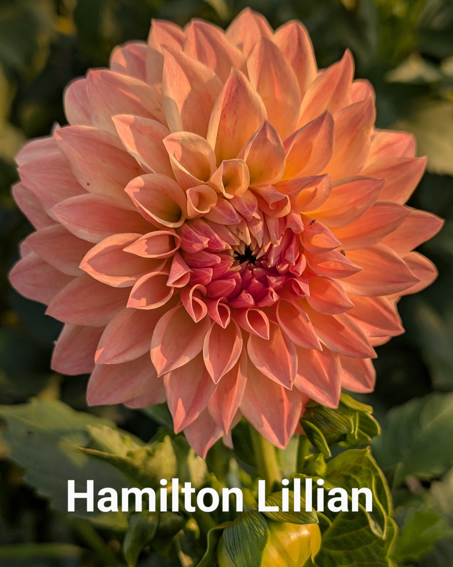 Hamilton Lillian dahlia tuber