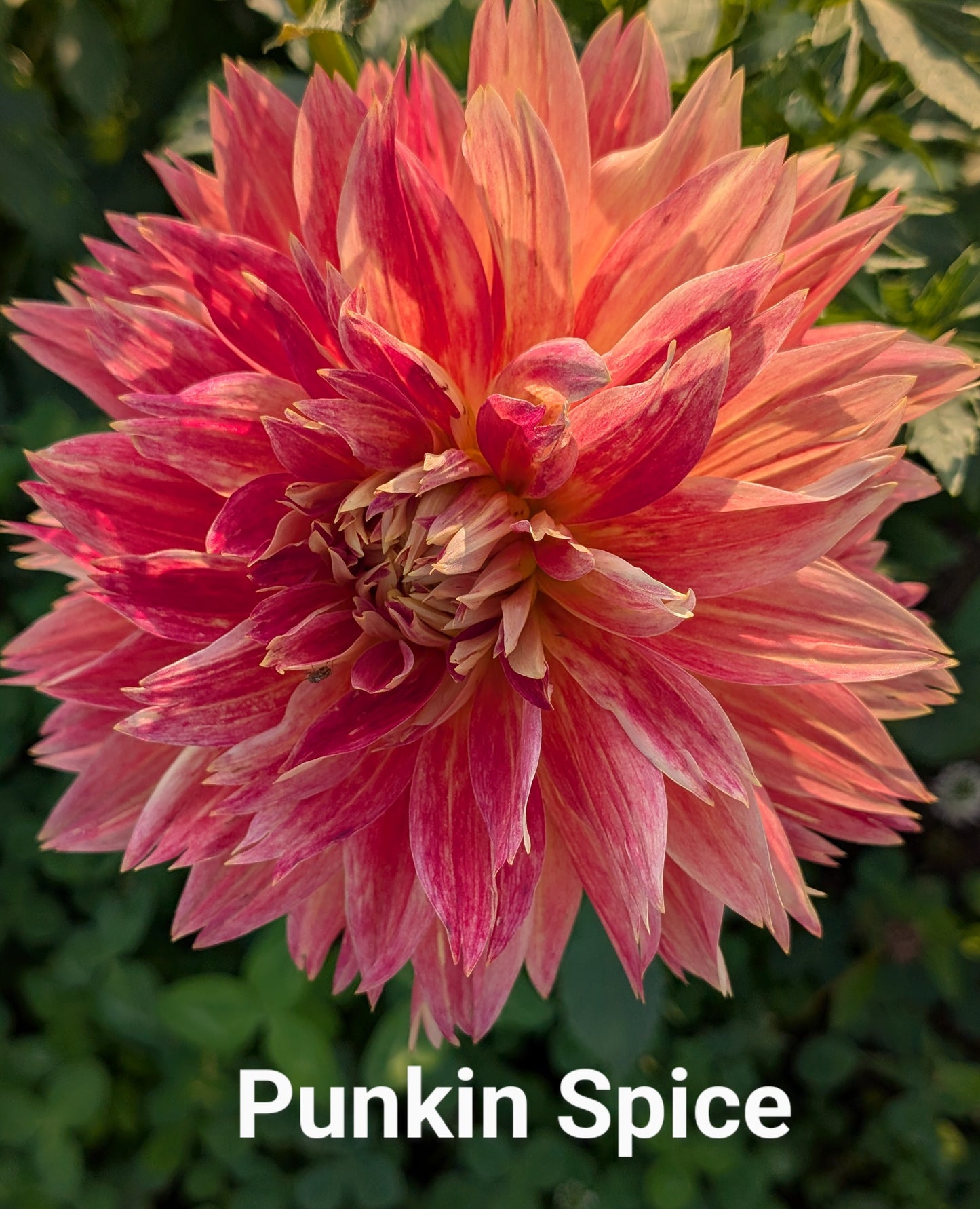 Punkin Spice dahlia tuber