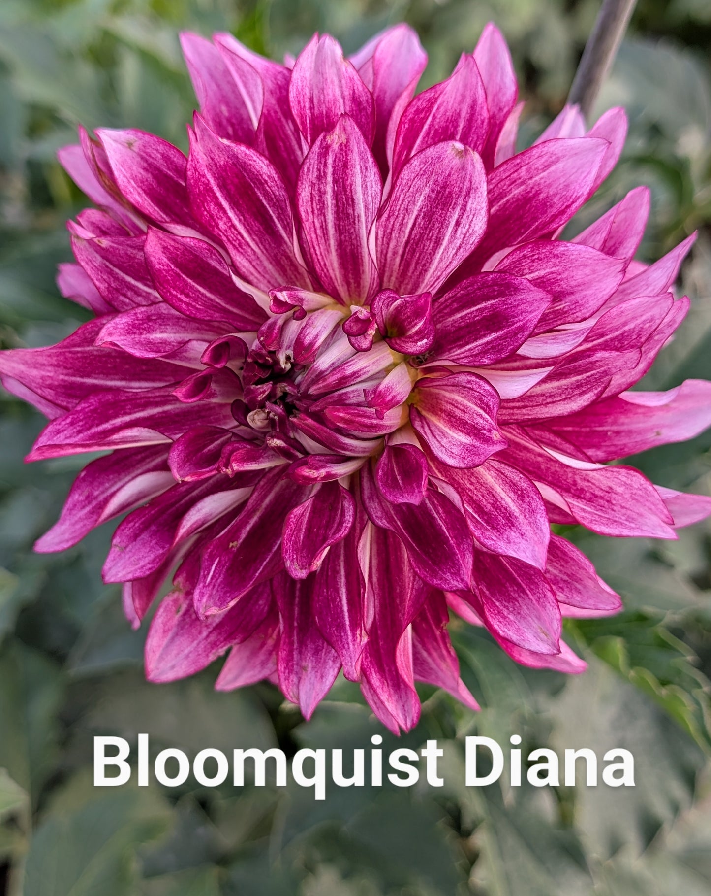 Bloomquist Diana dahlia tuber