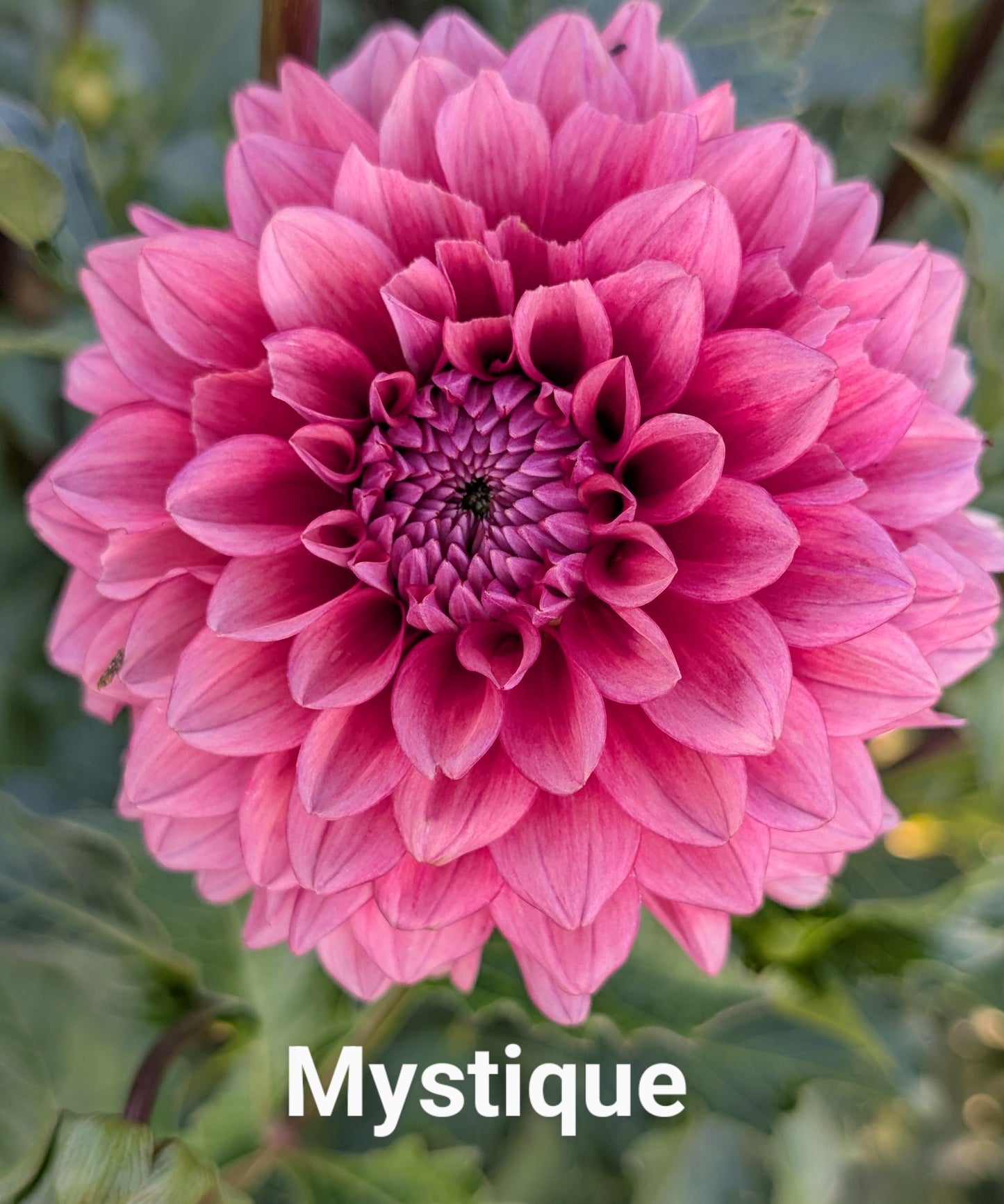 Mystique dahlia tuber