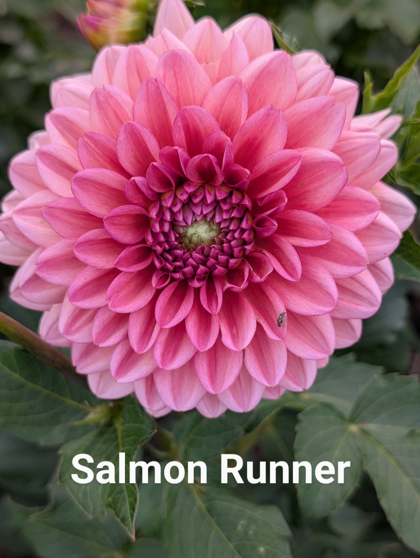 Salmon Runner dahlia tuber