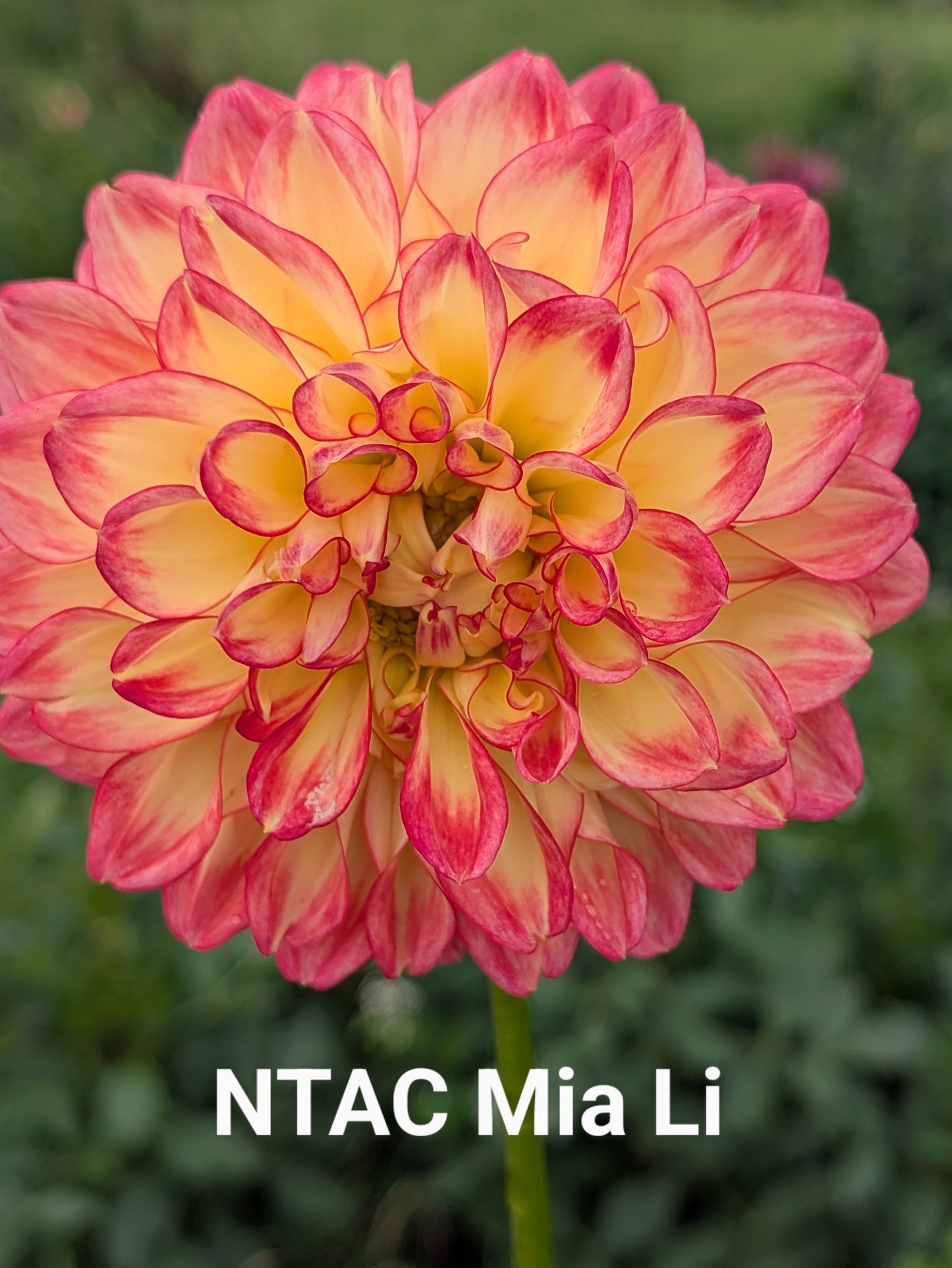 NTAC Mia Li dahlia tuber