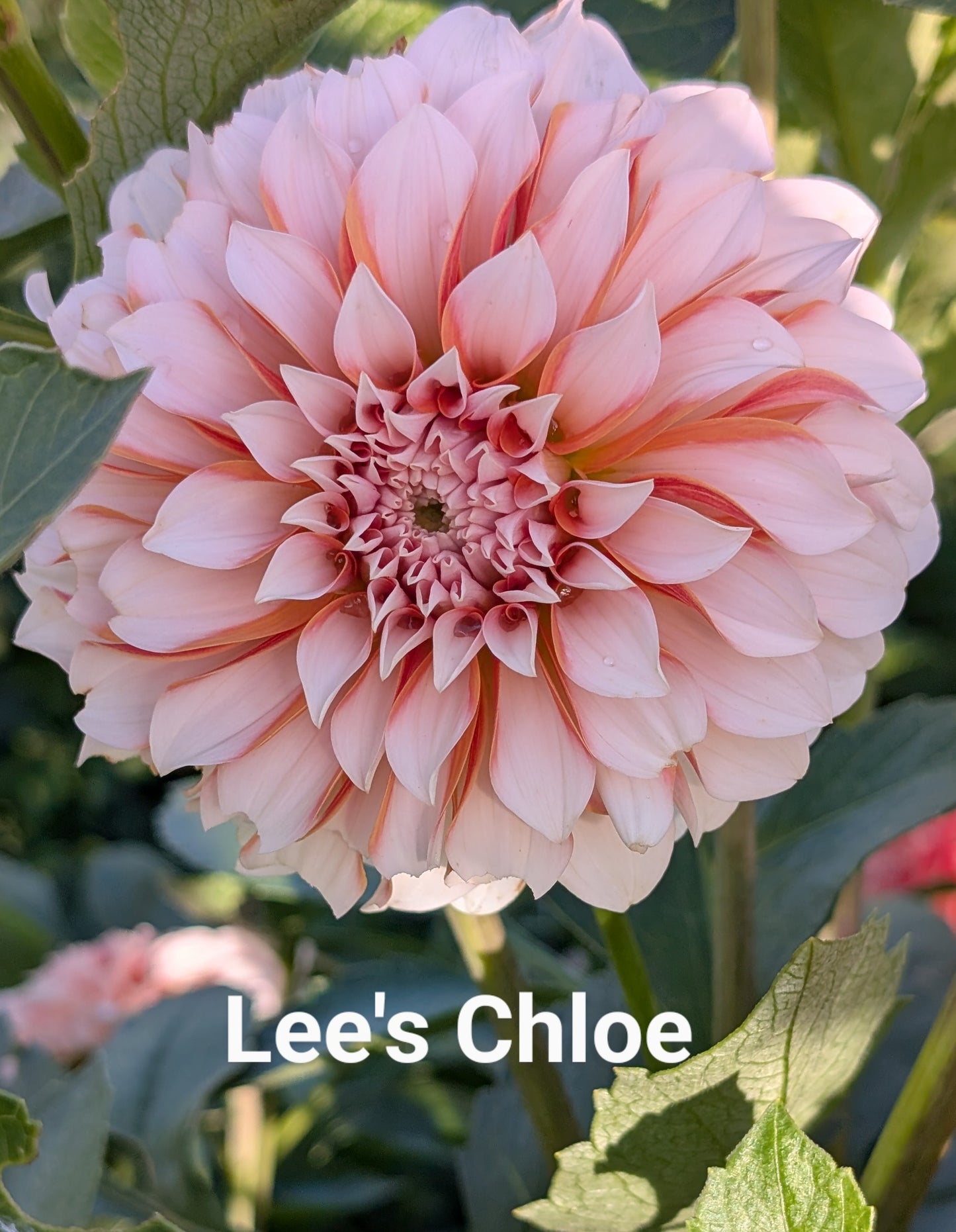 Lee's Chloe dahlia tuber