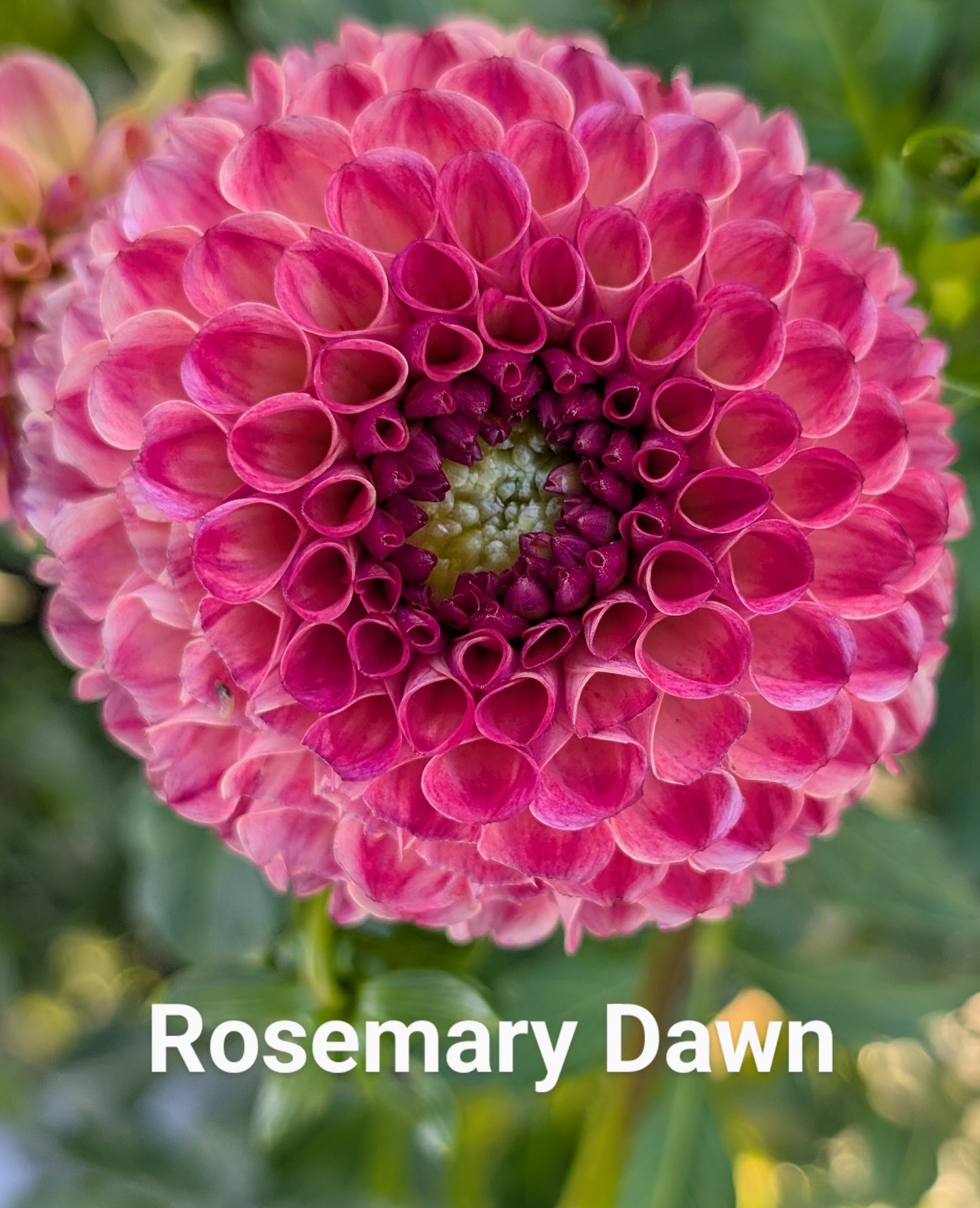 Rosemary Dawn dahlia tuber