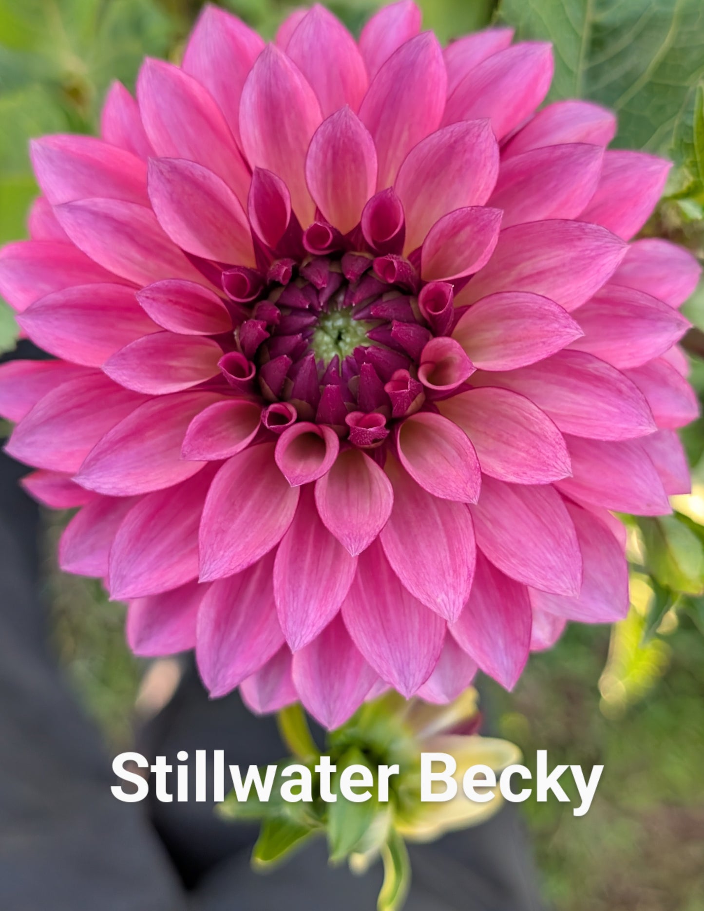 Stillwater Becky dahlia tuber