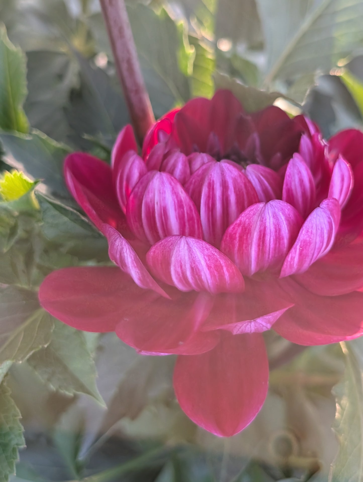 Sandia Bertha dahlia tuber