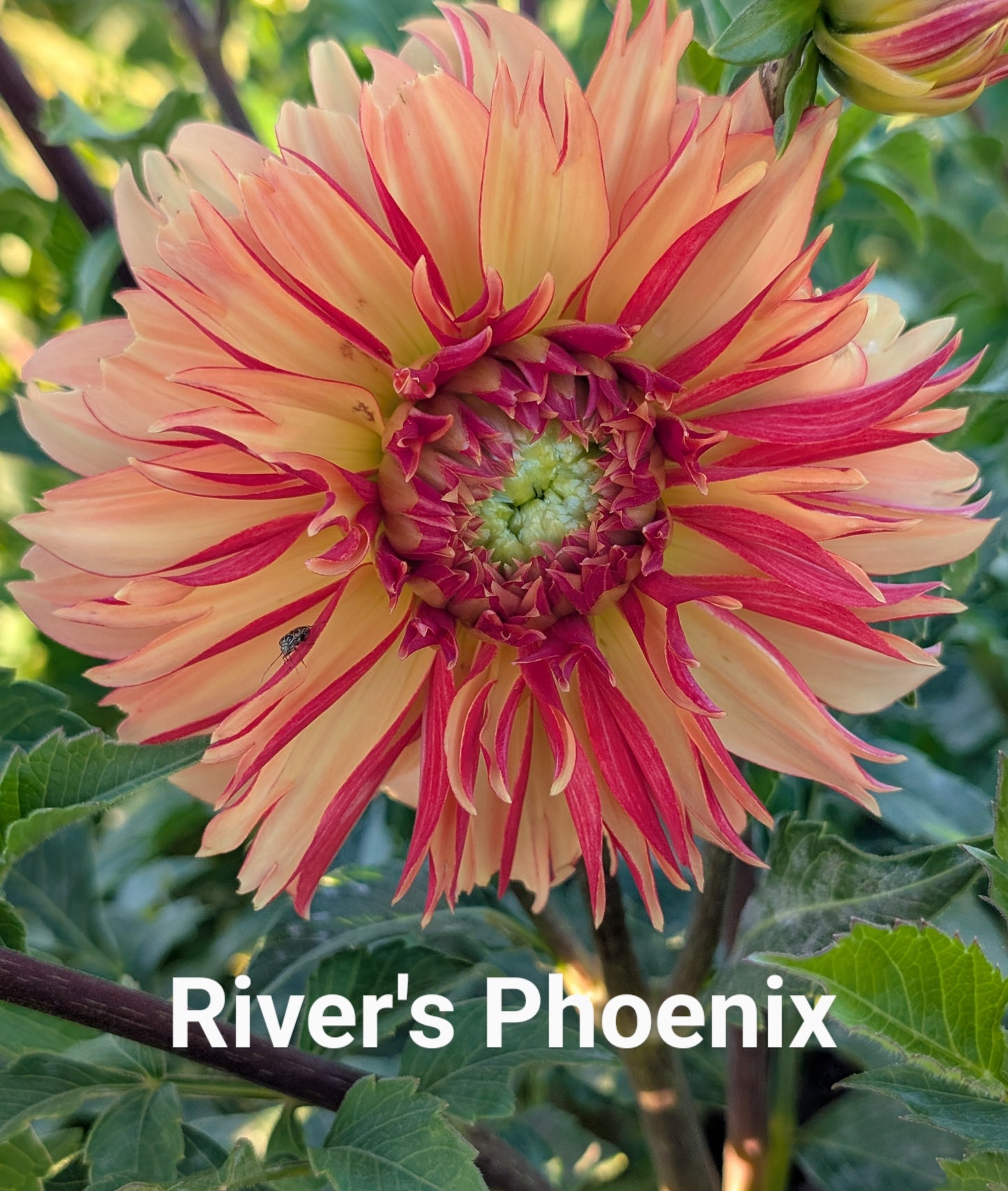 River's Phoenix dahlia tuber