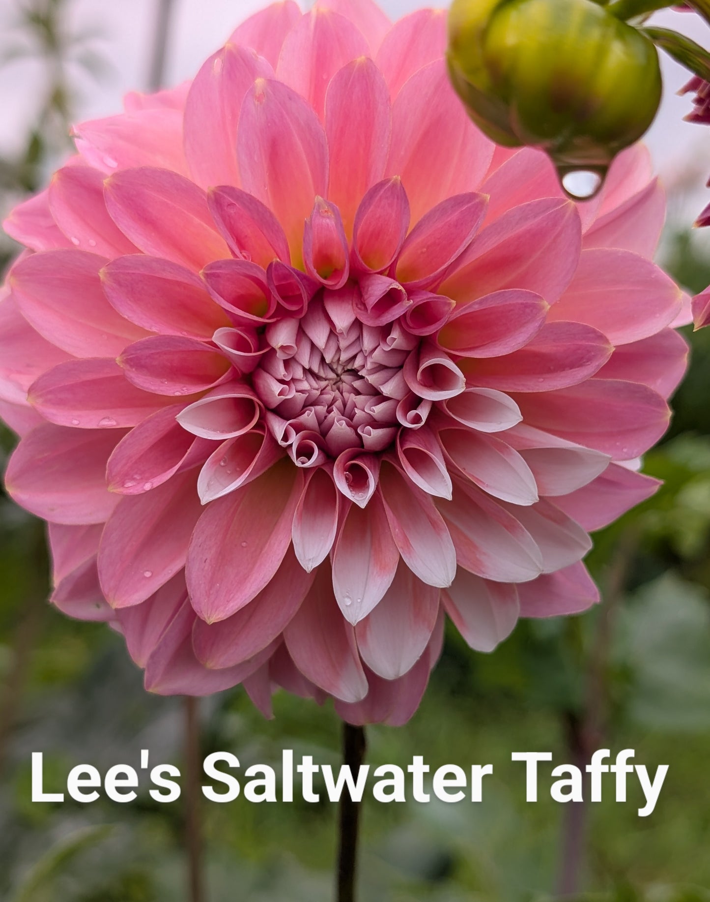 Lee's Saltwater Taffy dahlia tuber