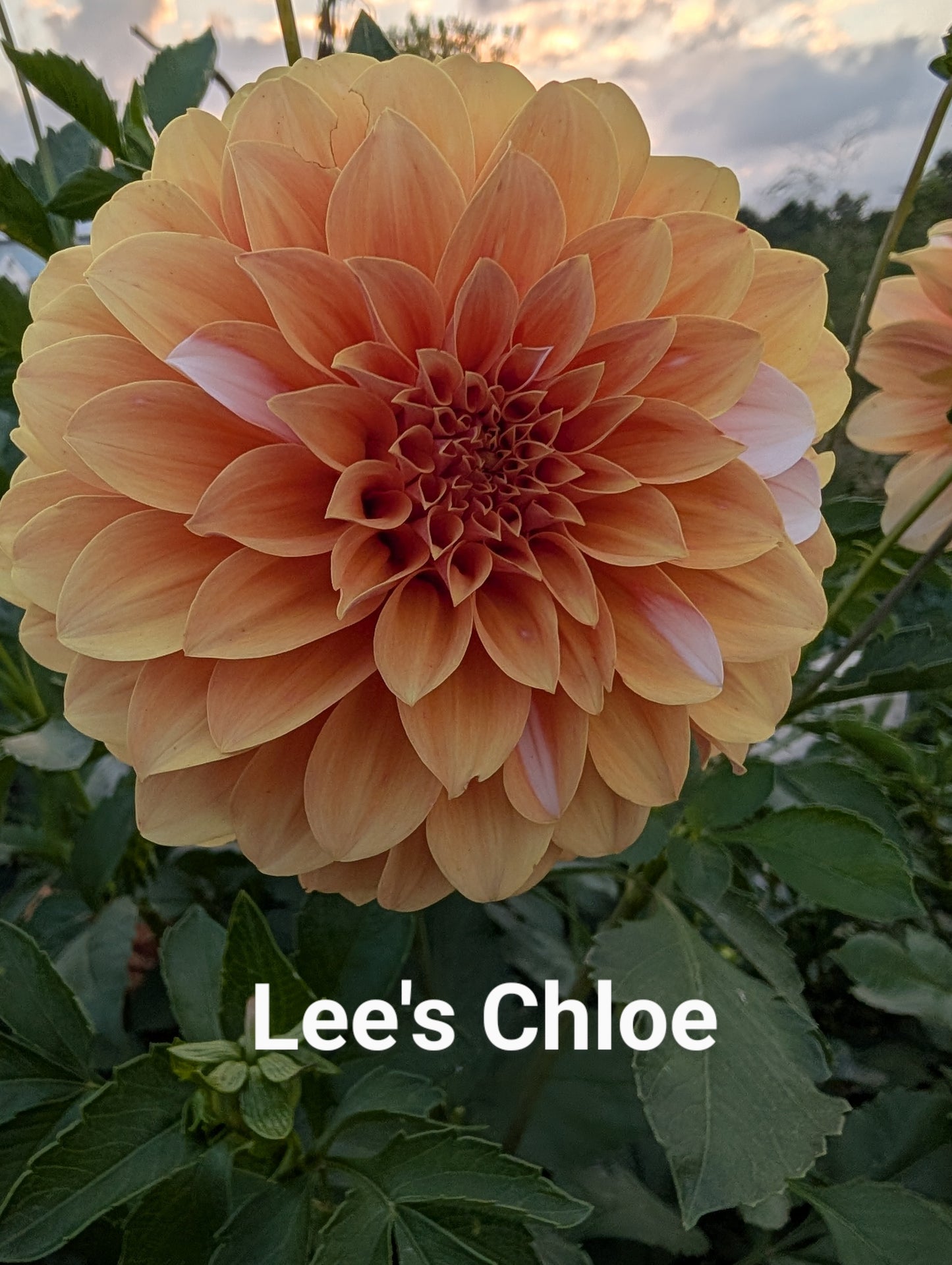 Lee's Chloe dahlia tuber