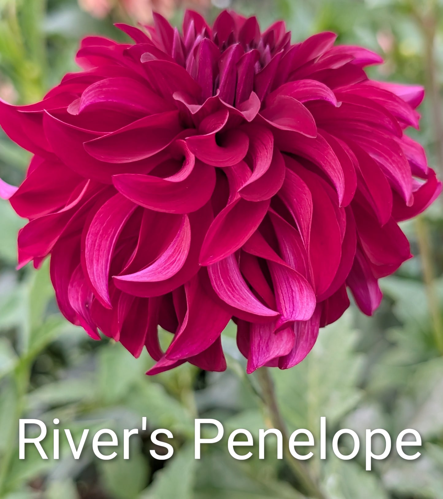 River's Penelope dahlia tuber