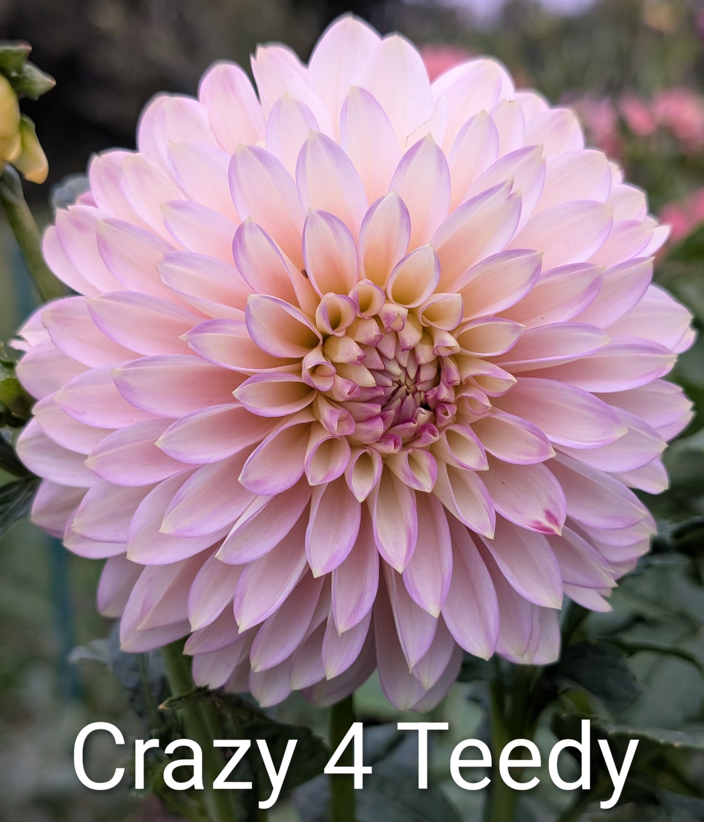 Crazy 4 Teedy dahlia tuber