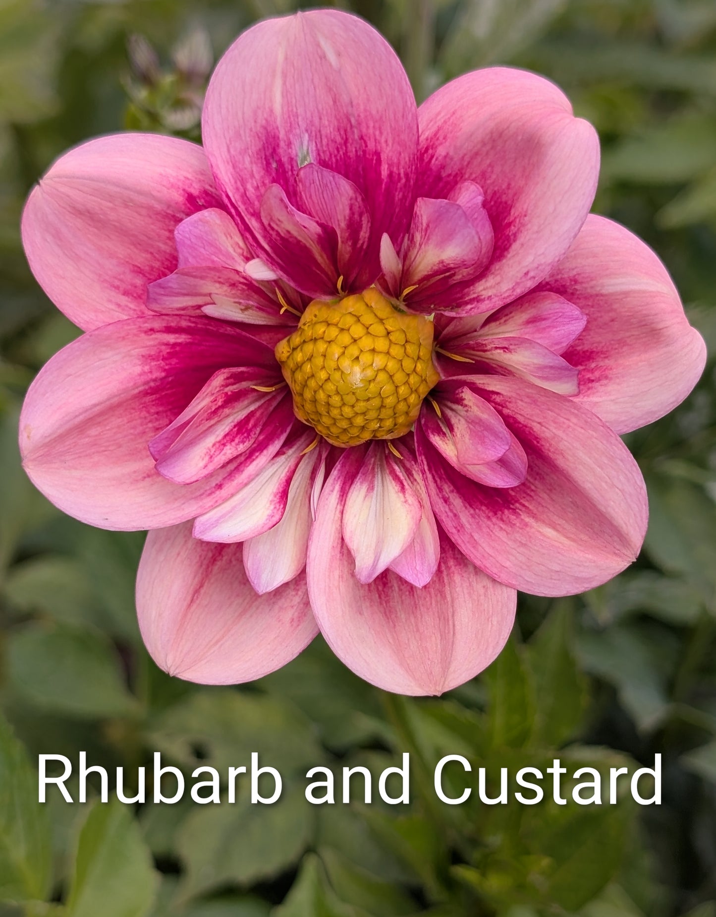 Rhubarb & Custard dahlia tuber
