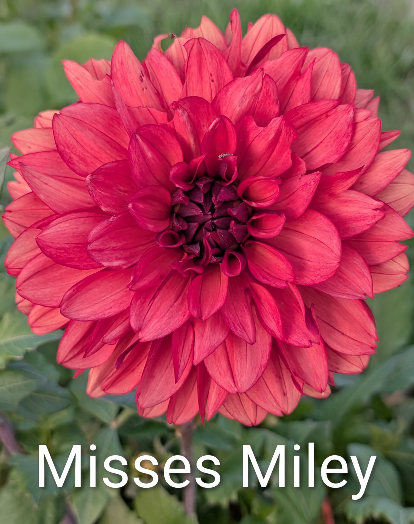 Misses Miley dahia tuber