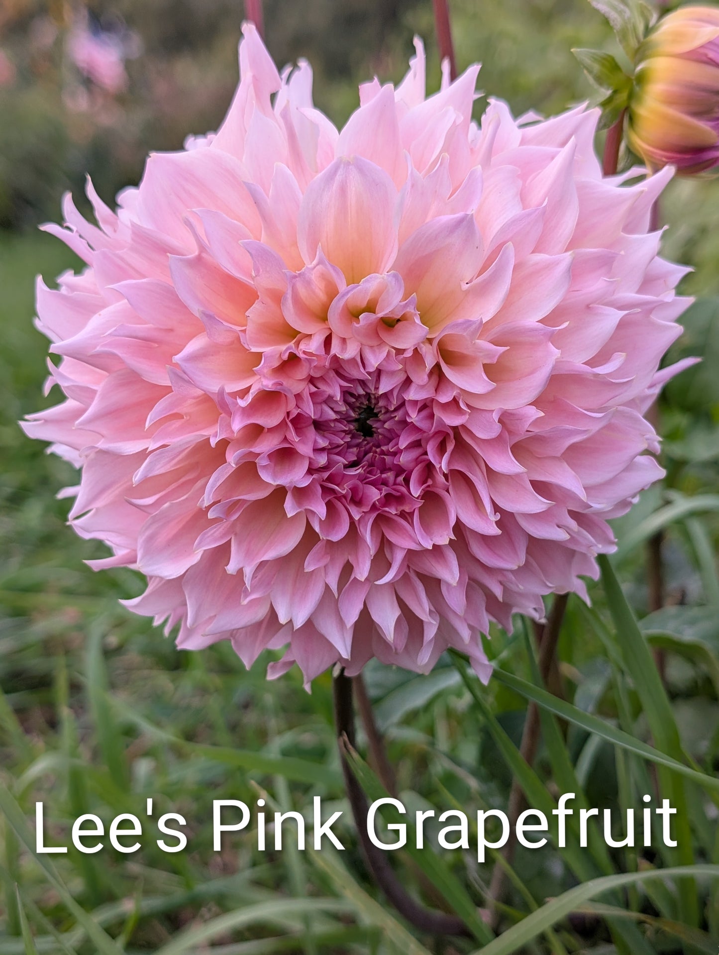 Lee's Pink Grapefruit dahlia tuber