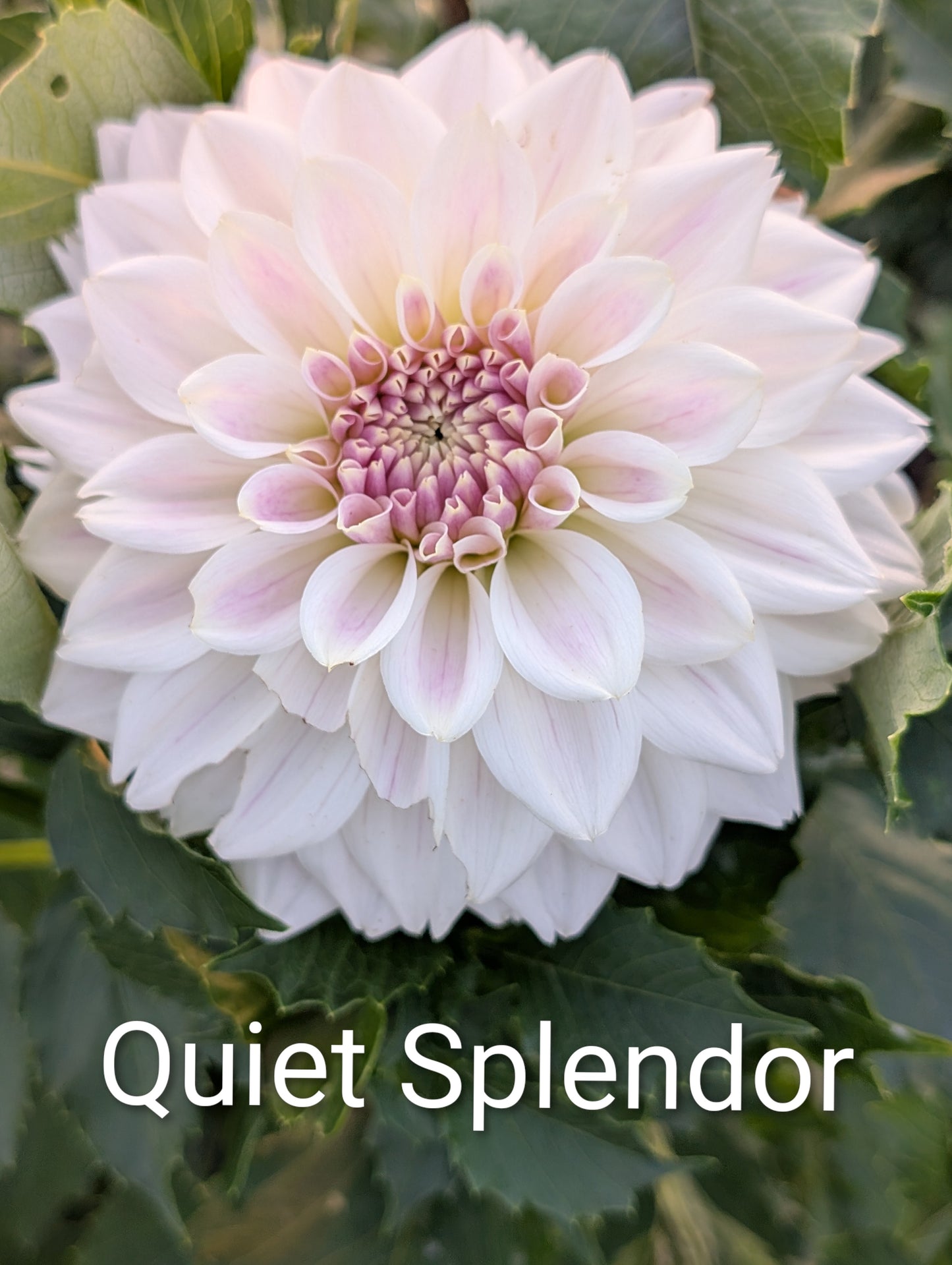 Quiet Splendor dahlia tuber