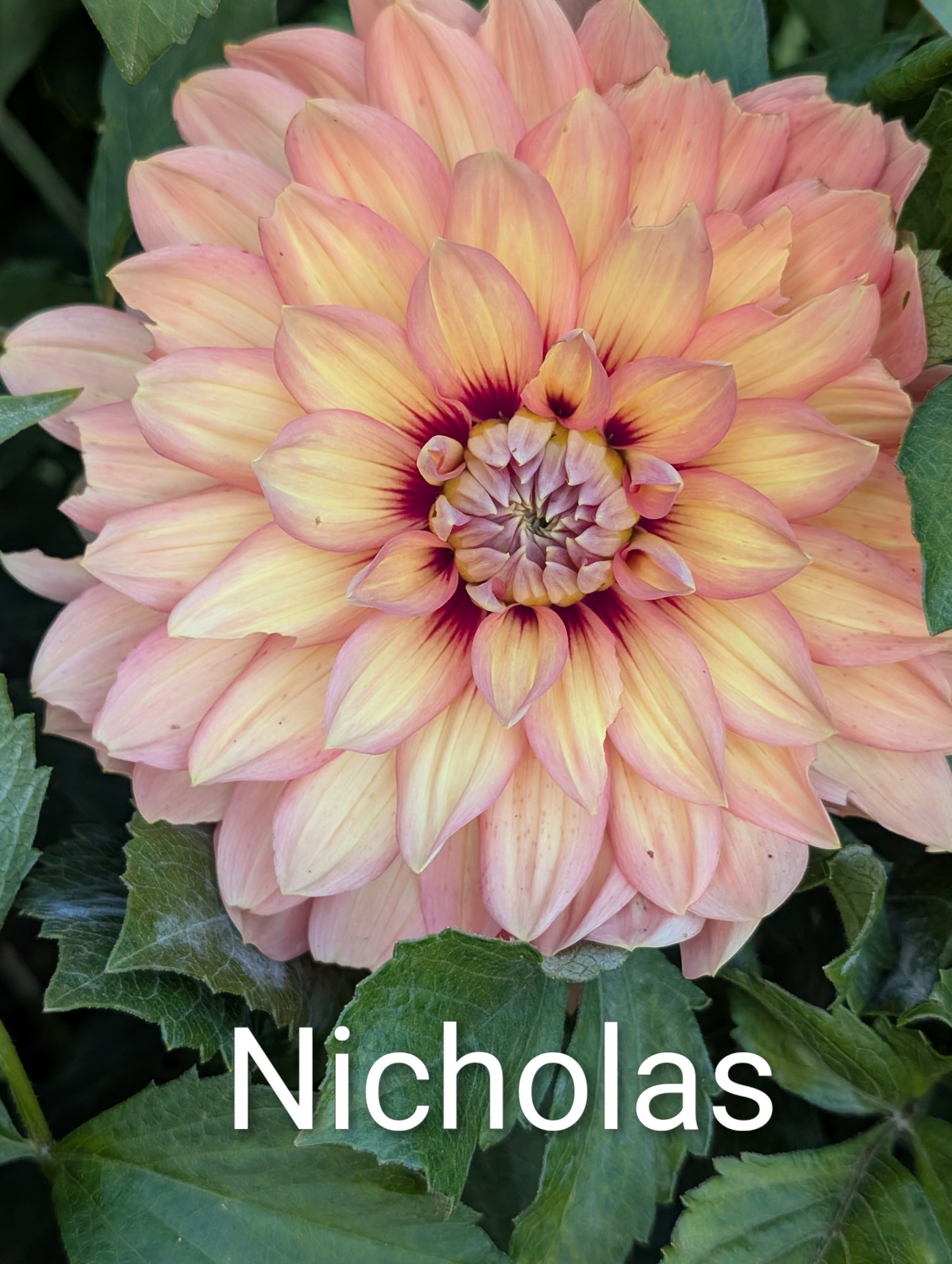 Nicholas dahlia tuber